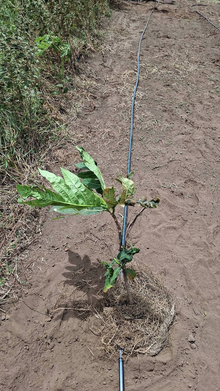 tree
