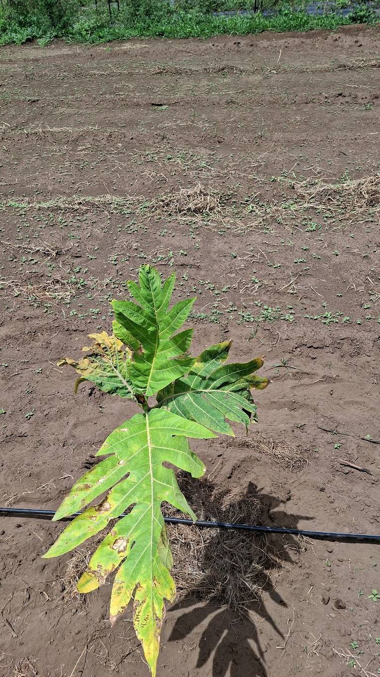 tree