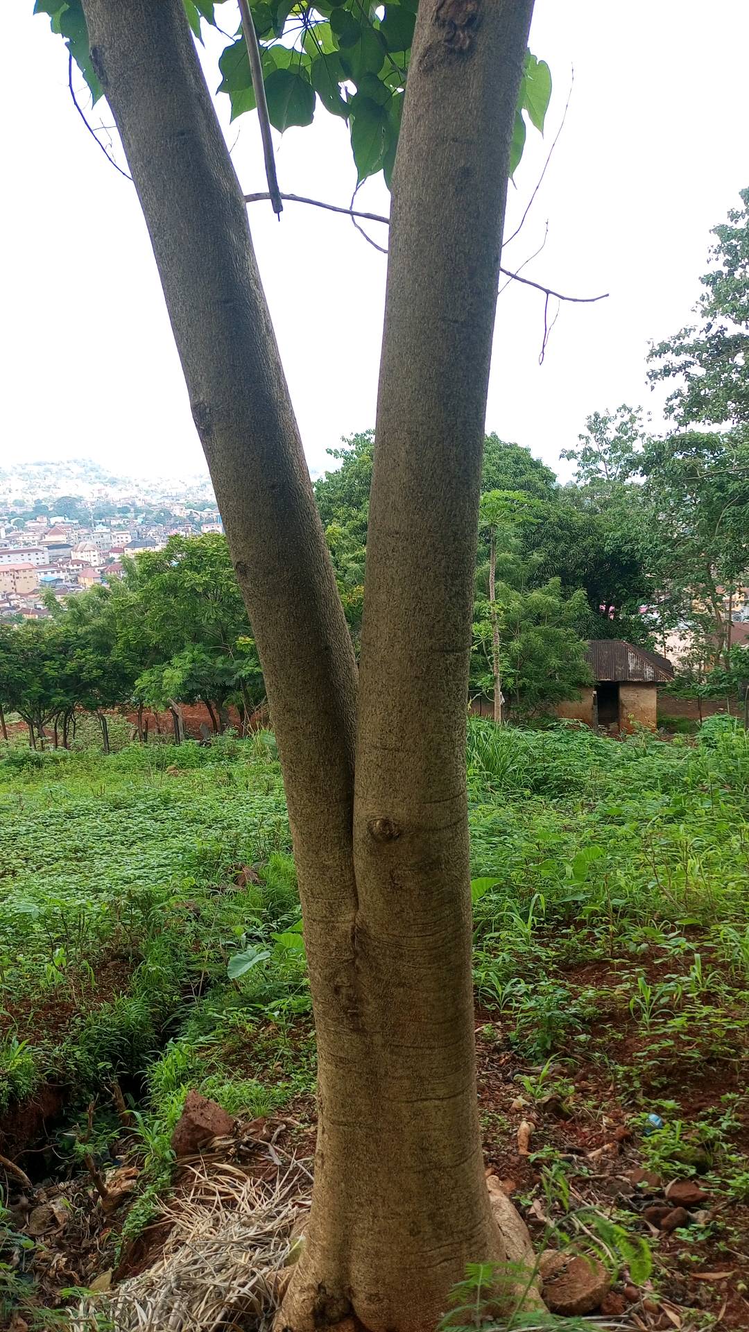 tree