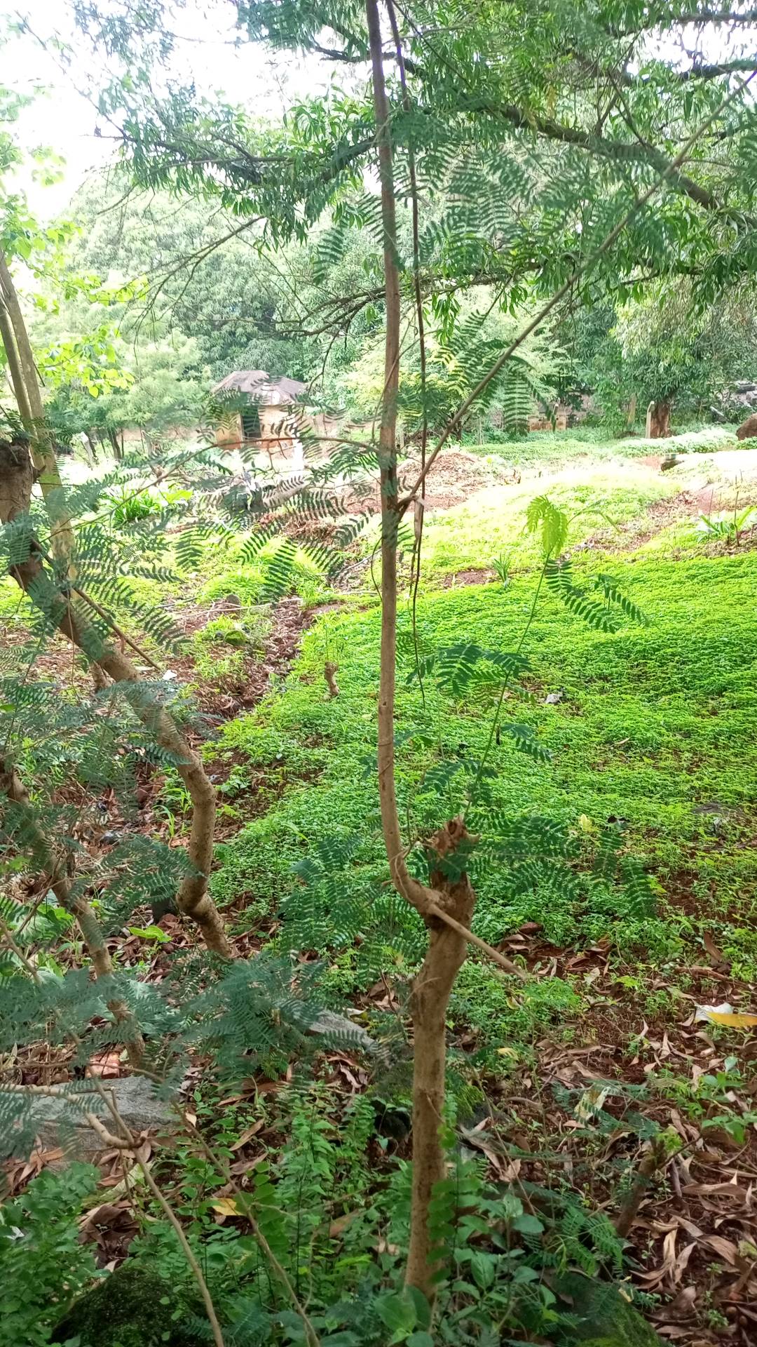 tree