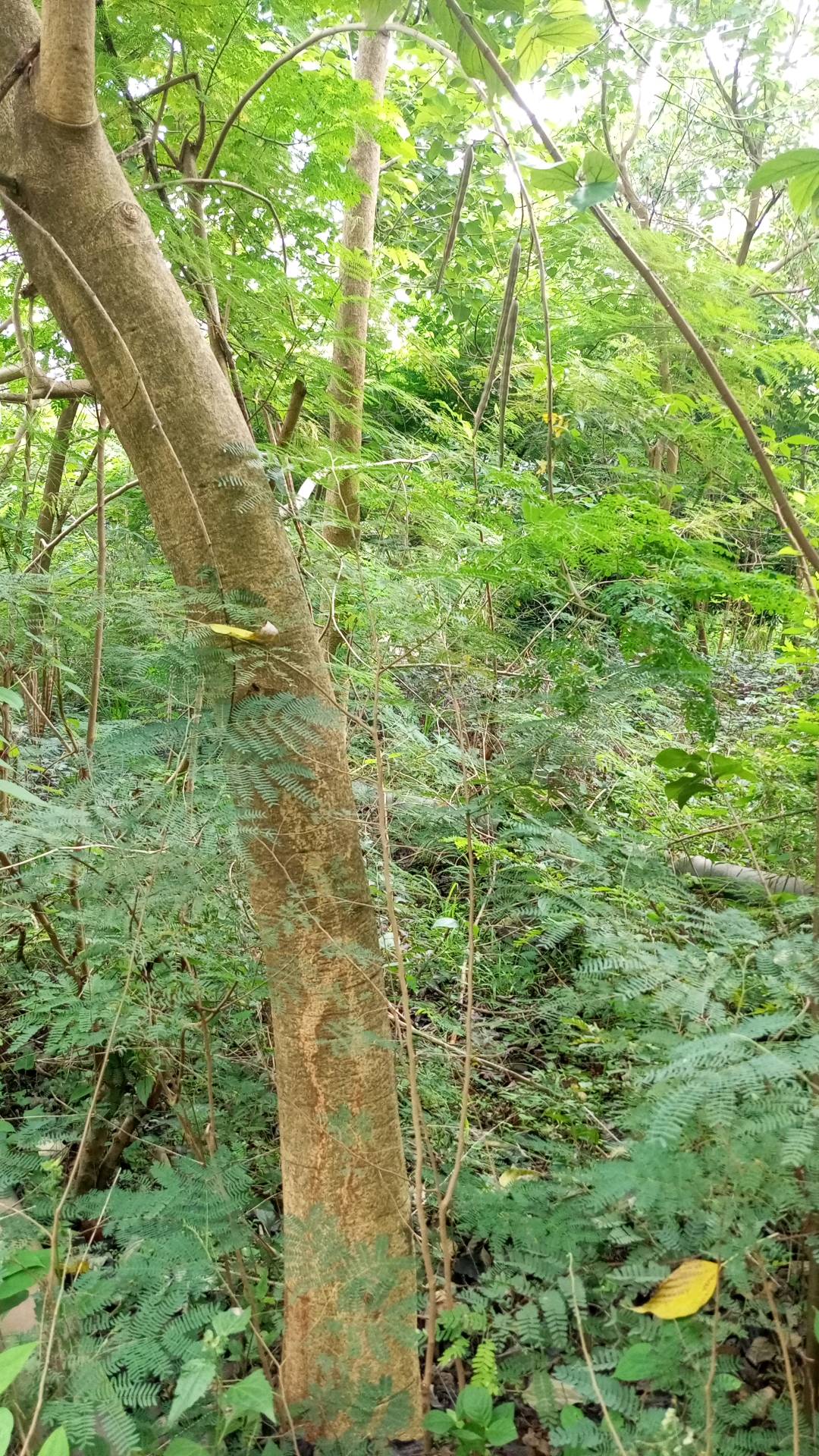tree