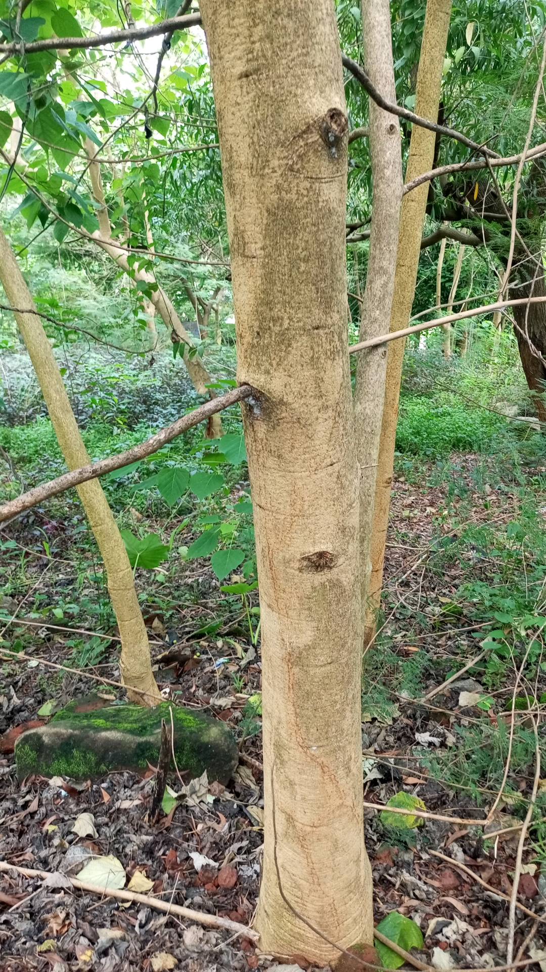 tree