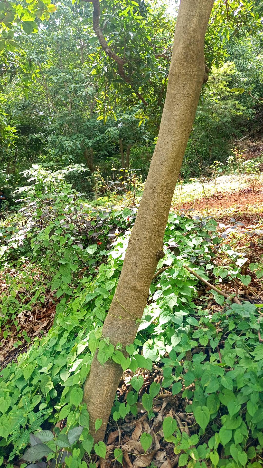 tree