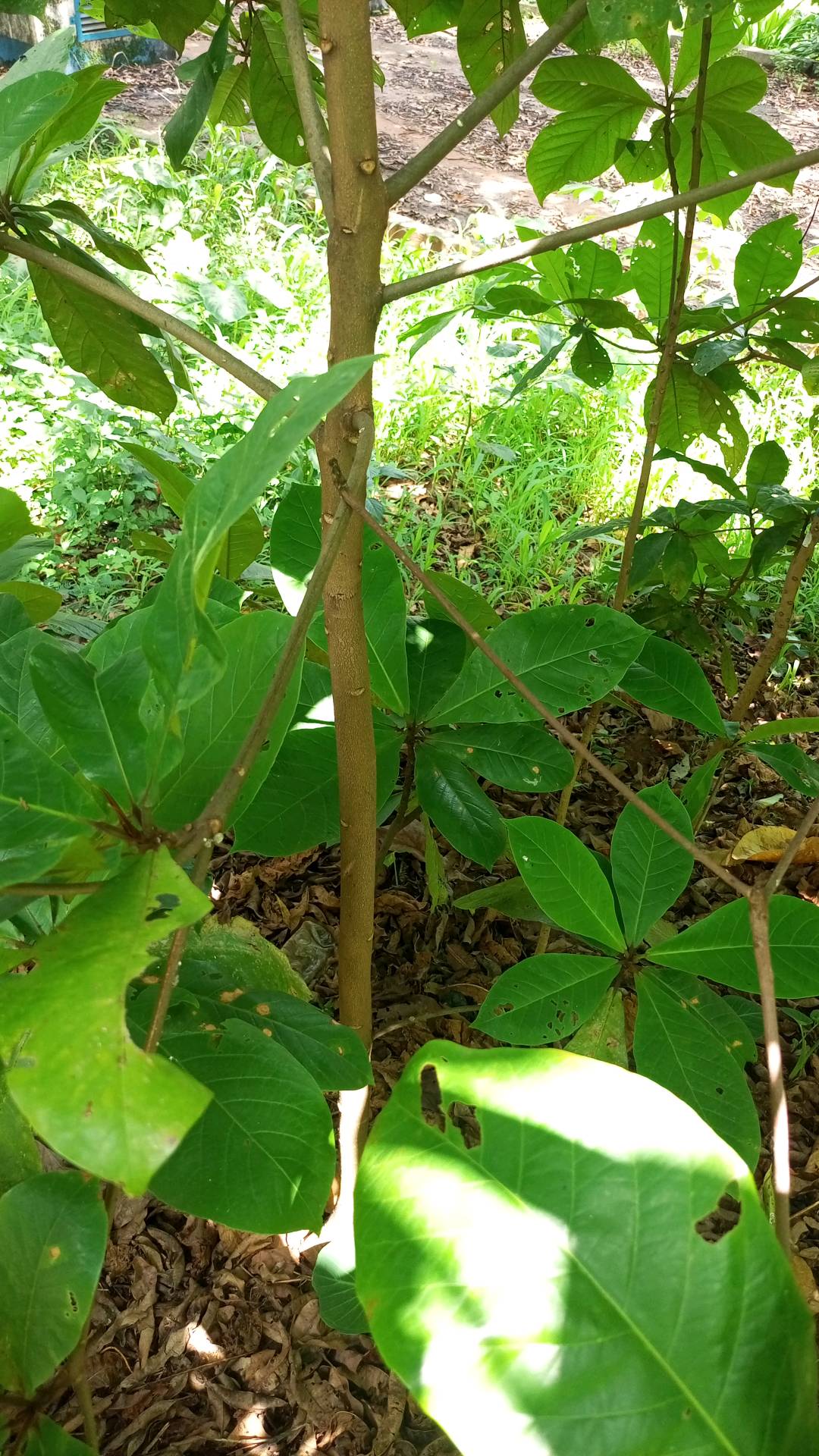 tree