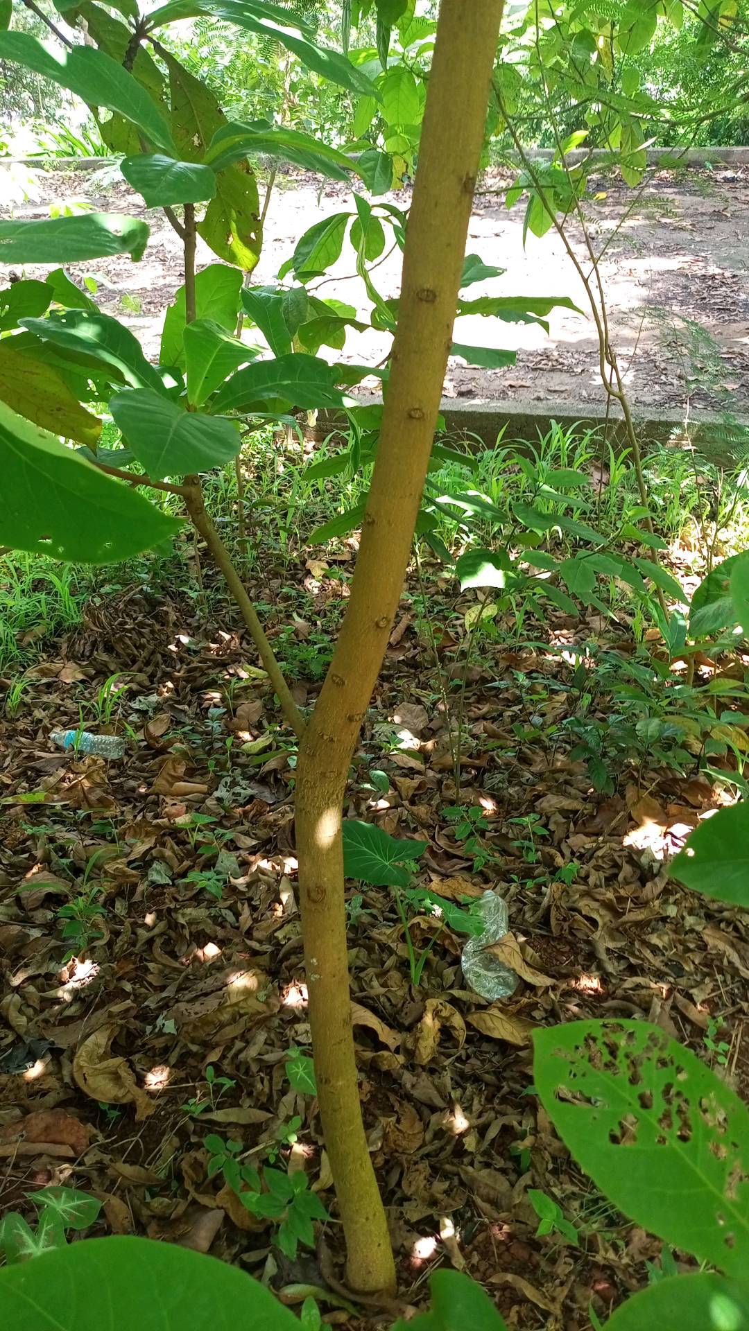 tree