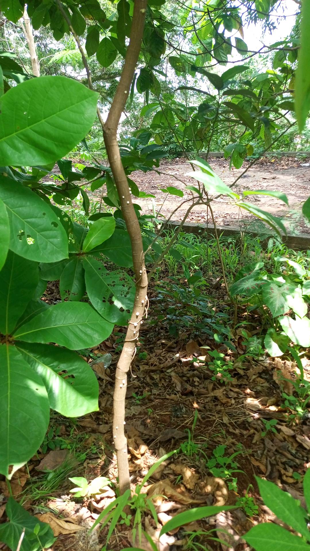 tree