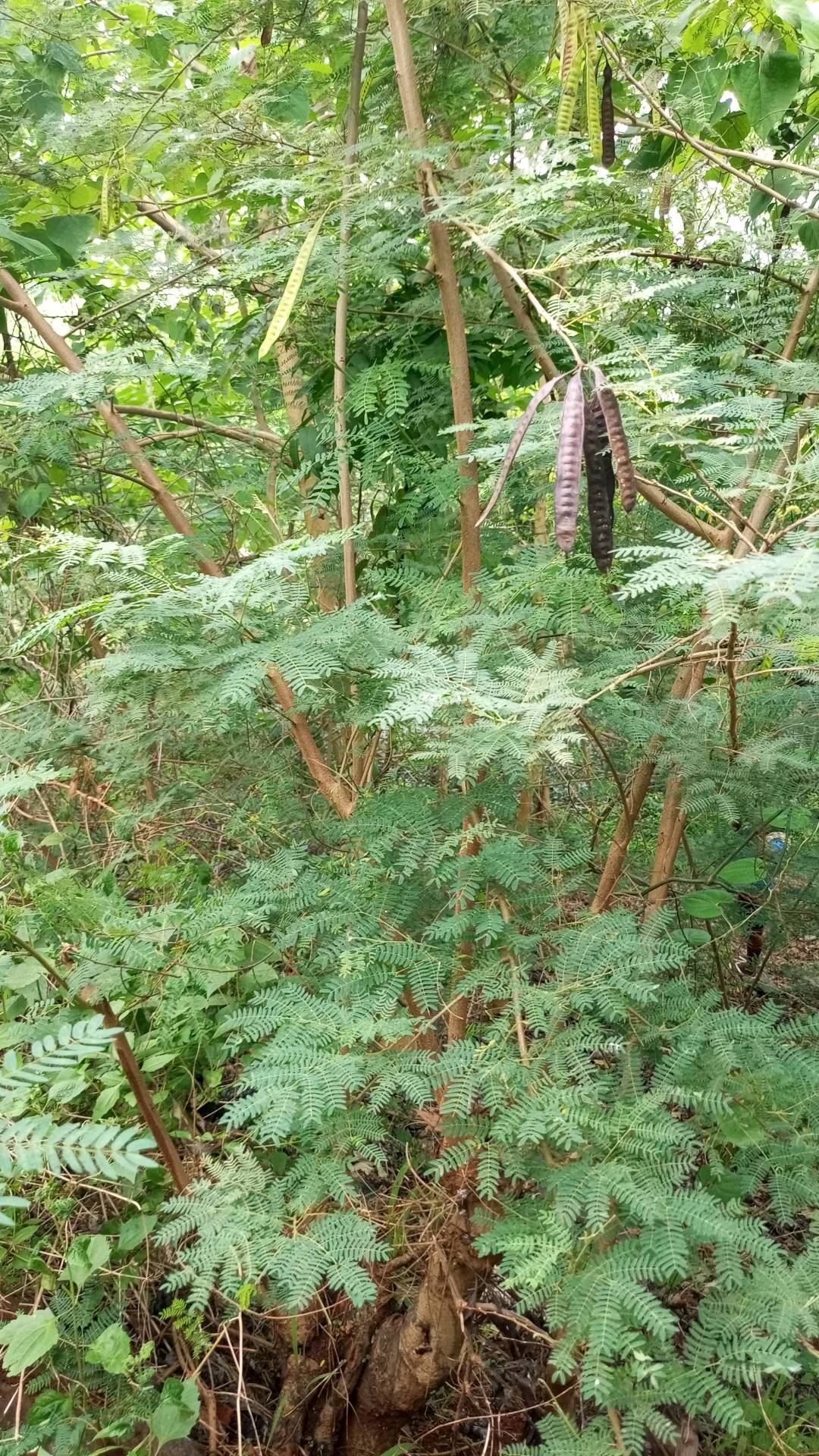 tree