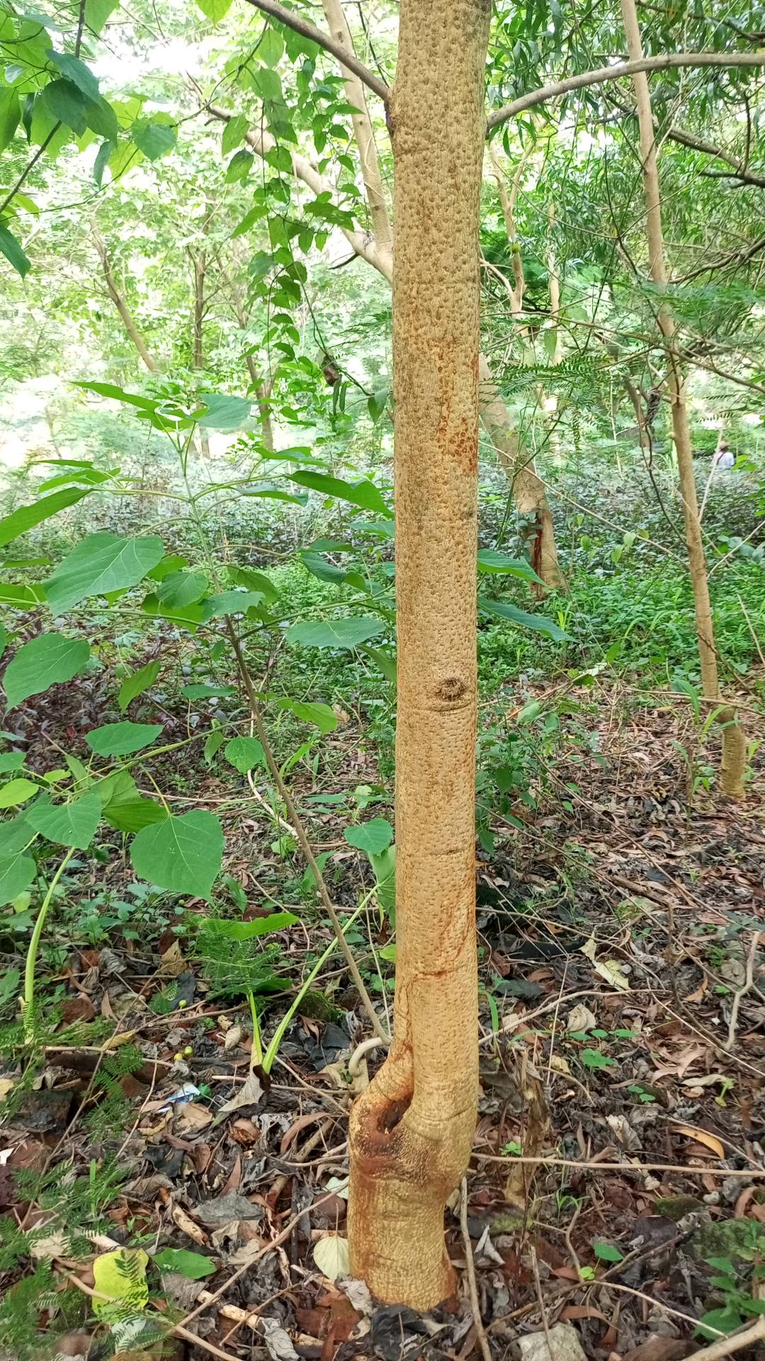 tree