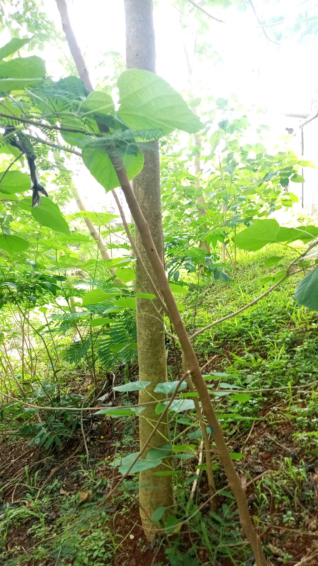 tree