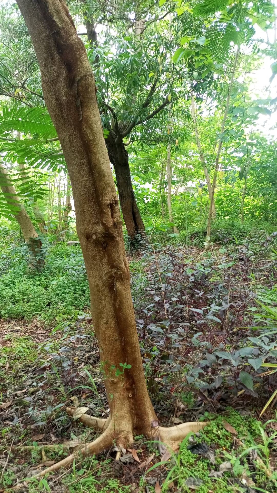 tree
