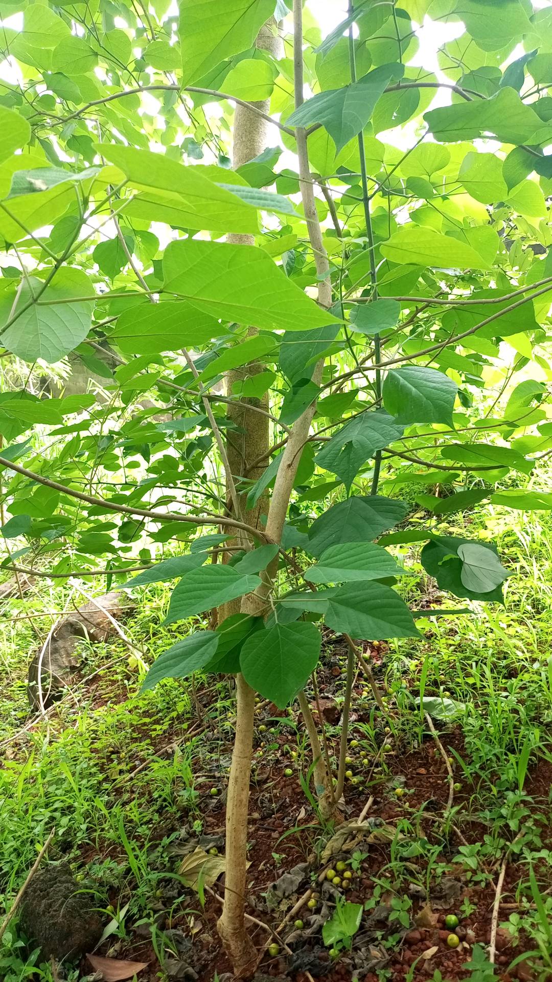 tree