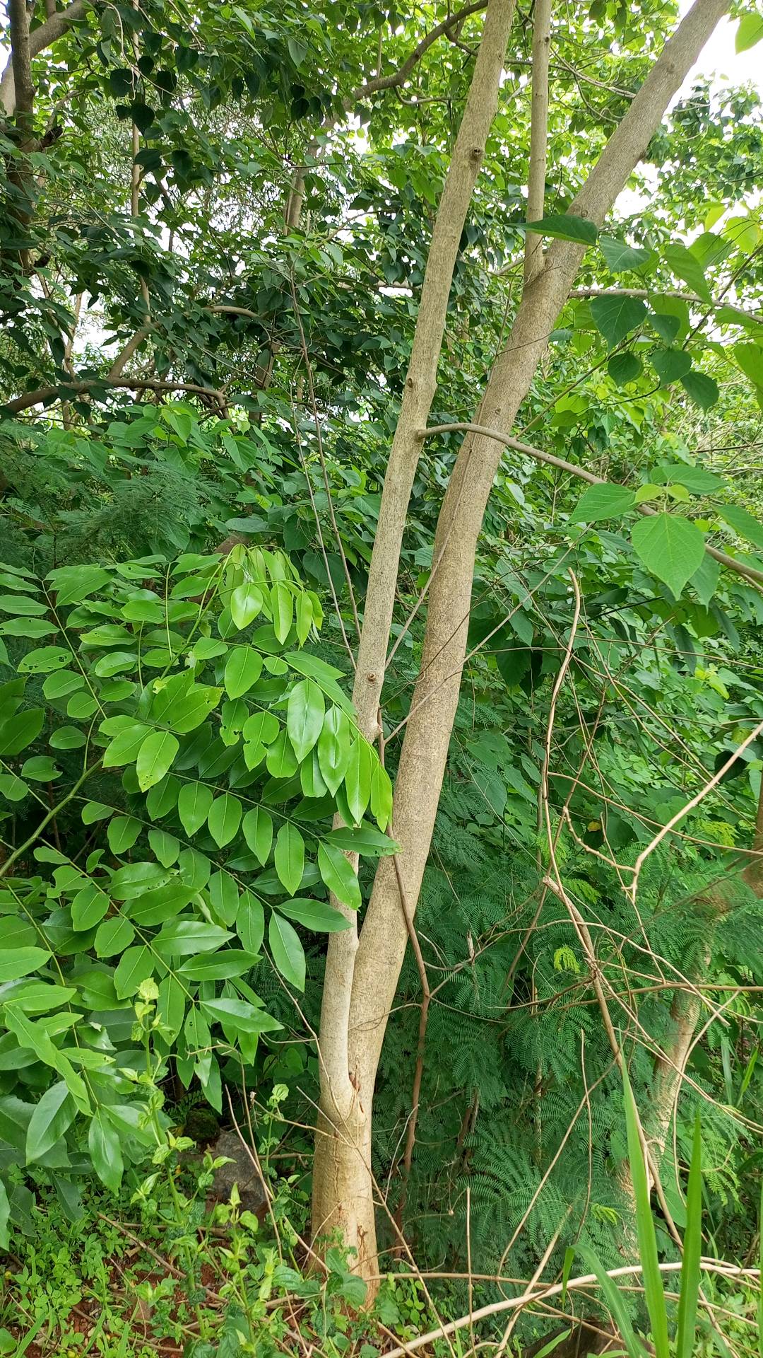 tree