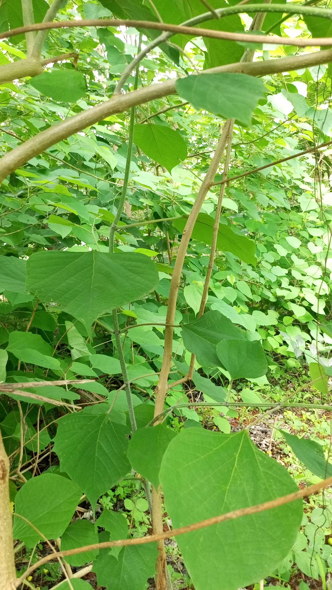 tree