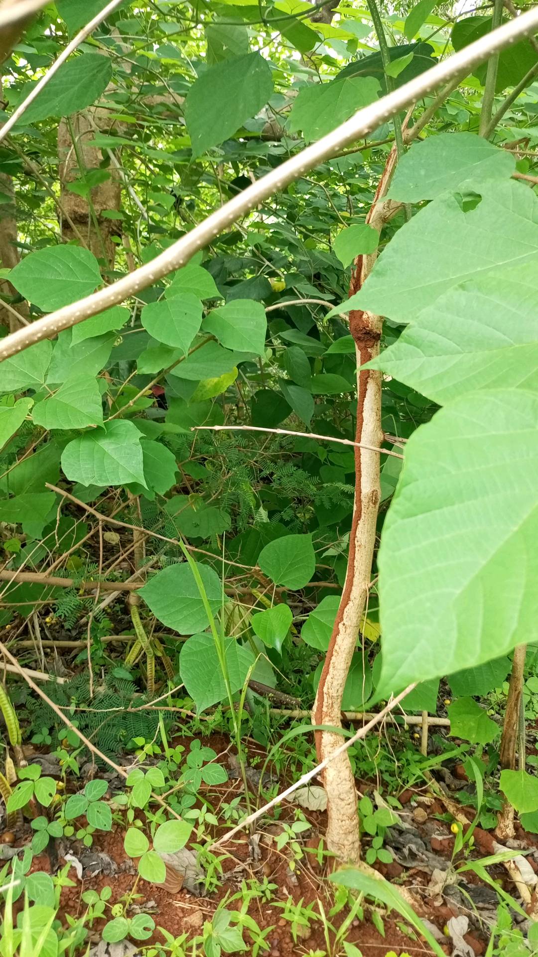 tree