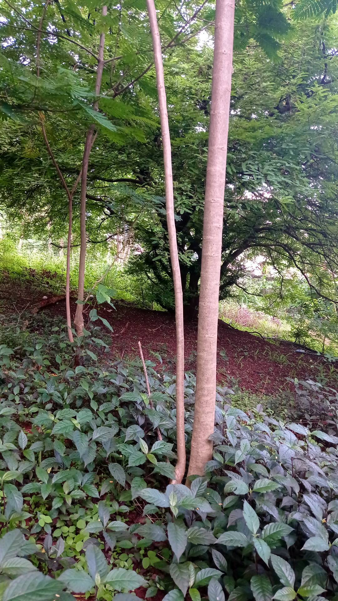 tree