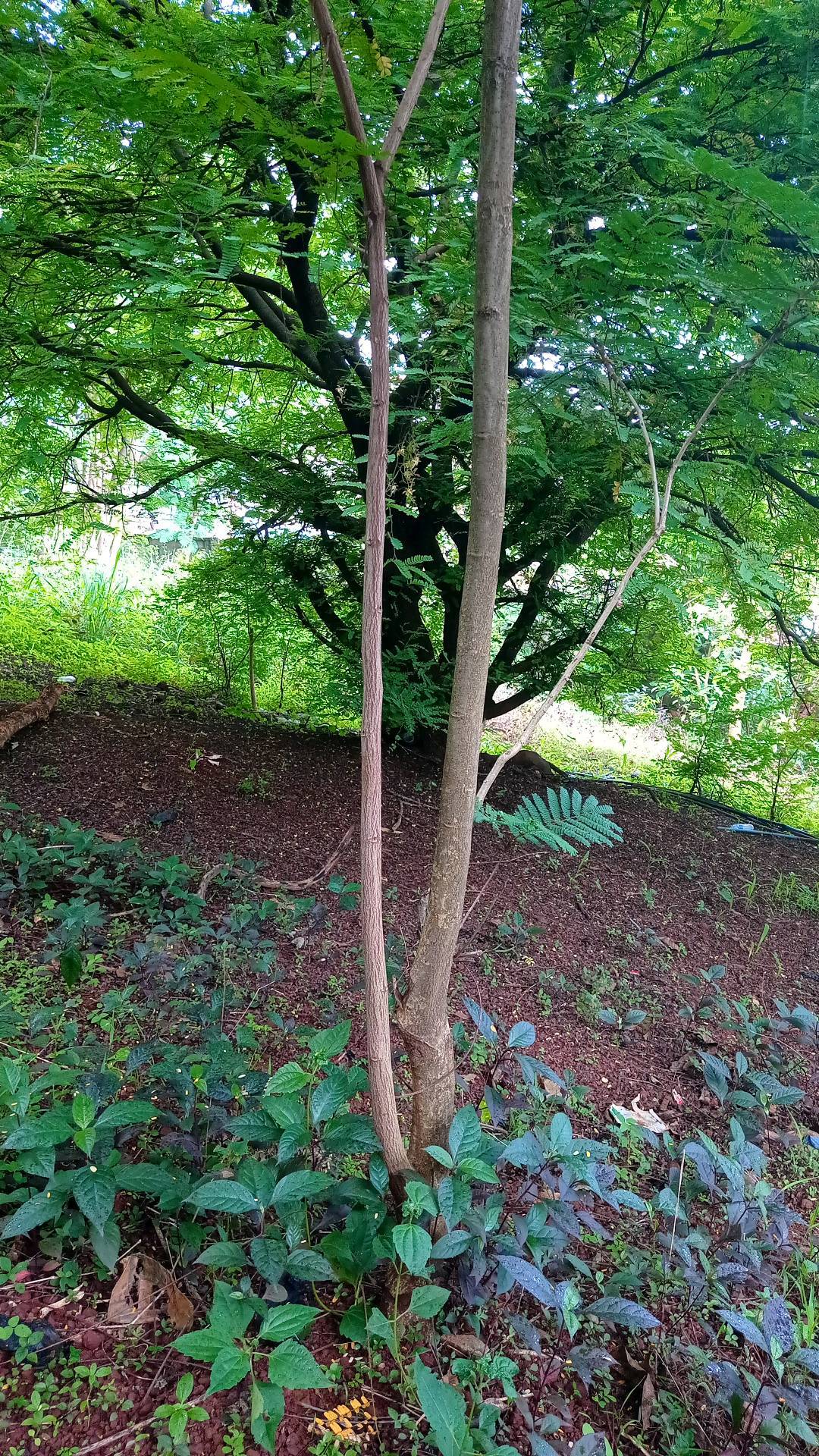 tree