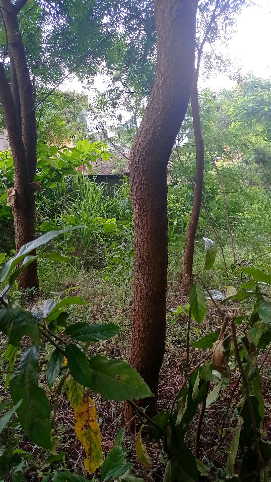 tree