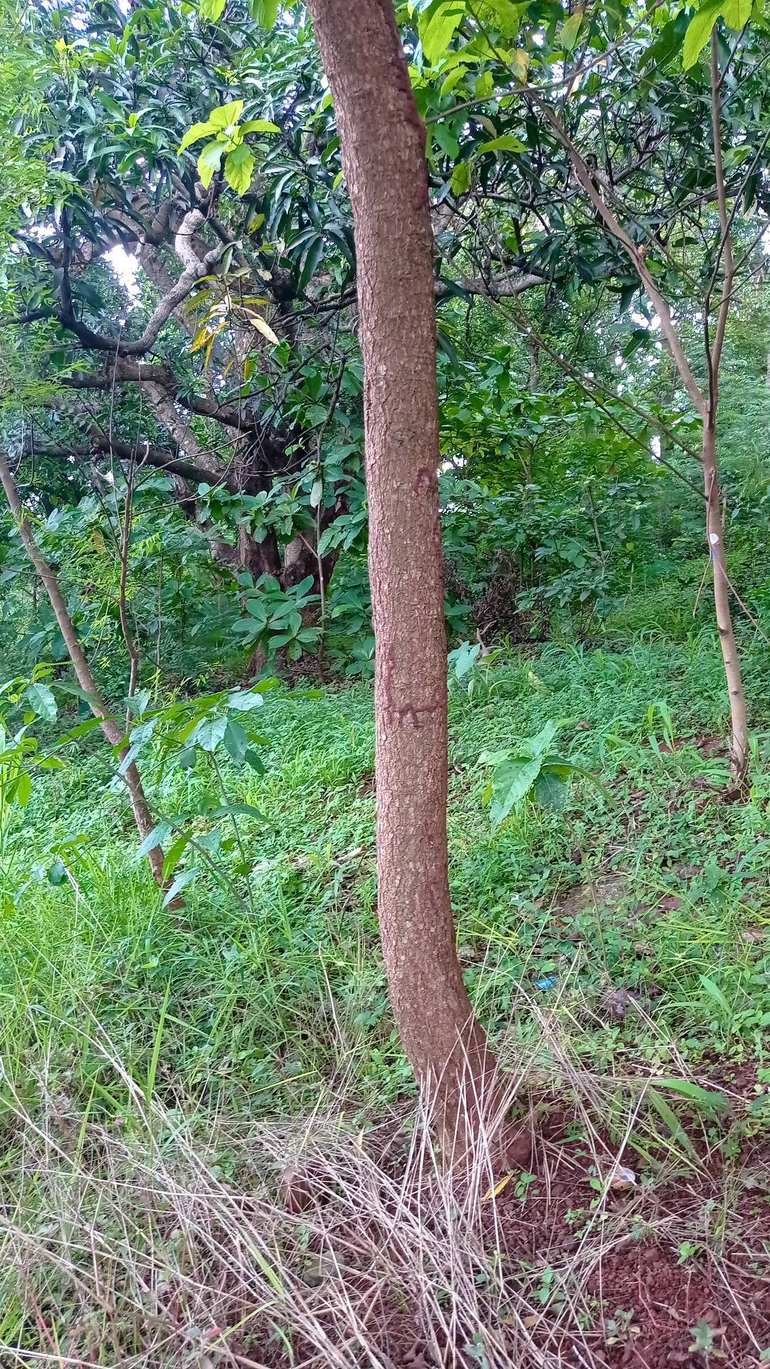 tree