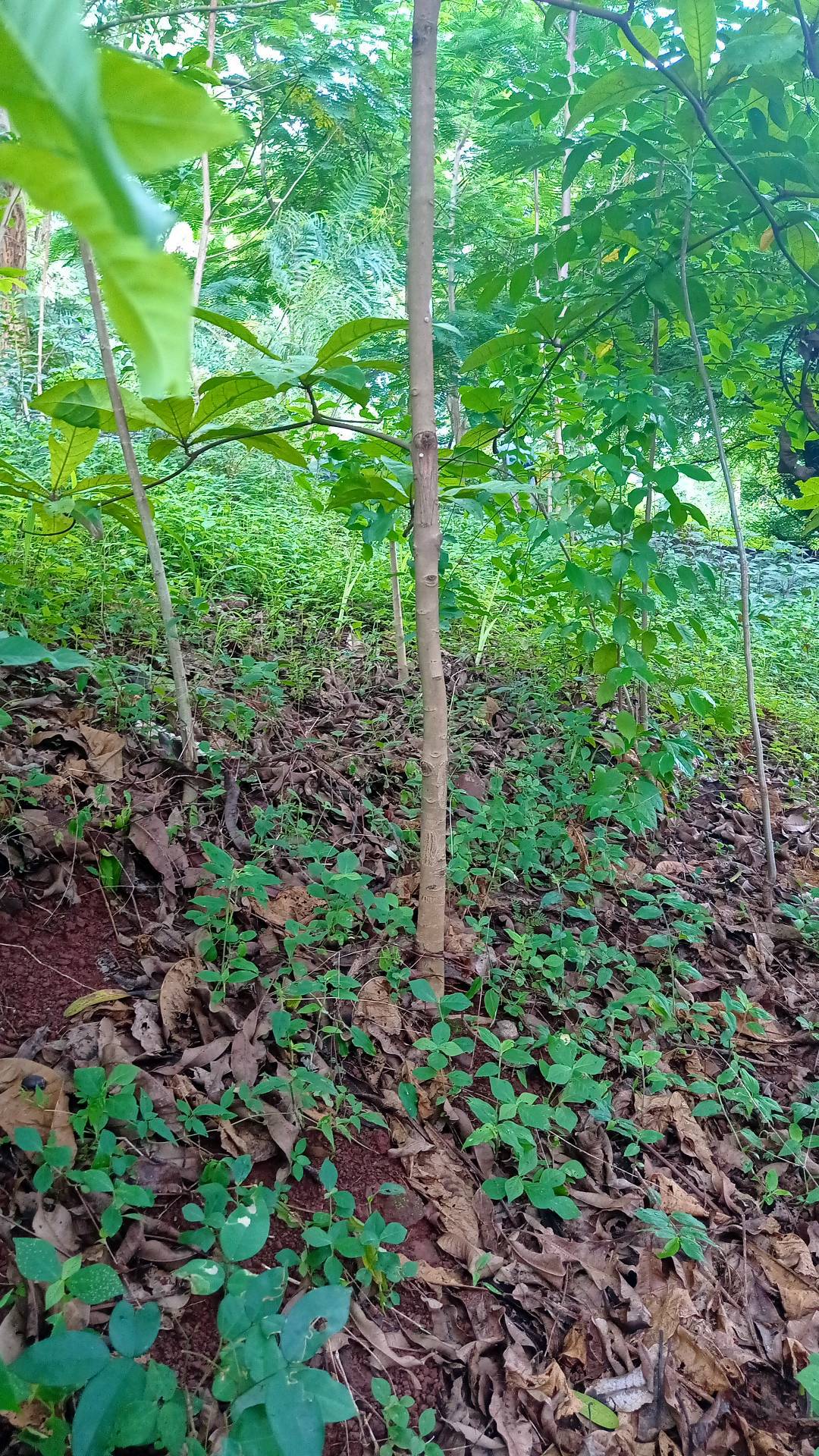 tree