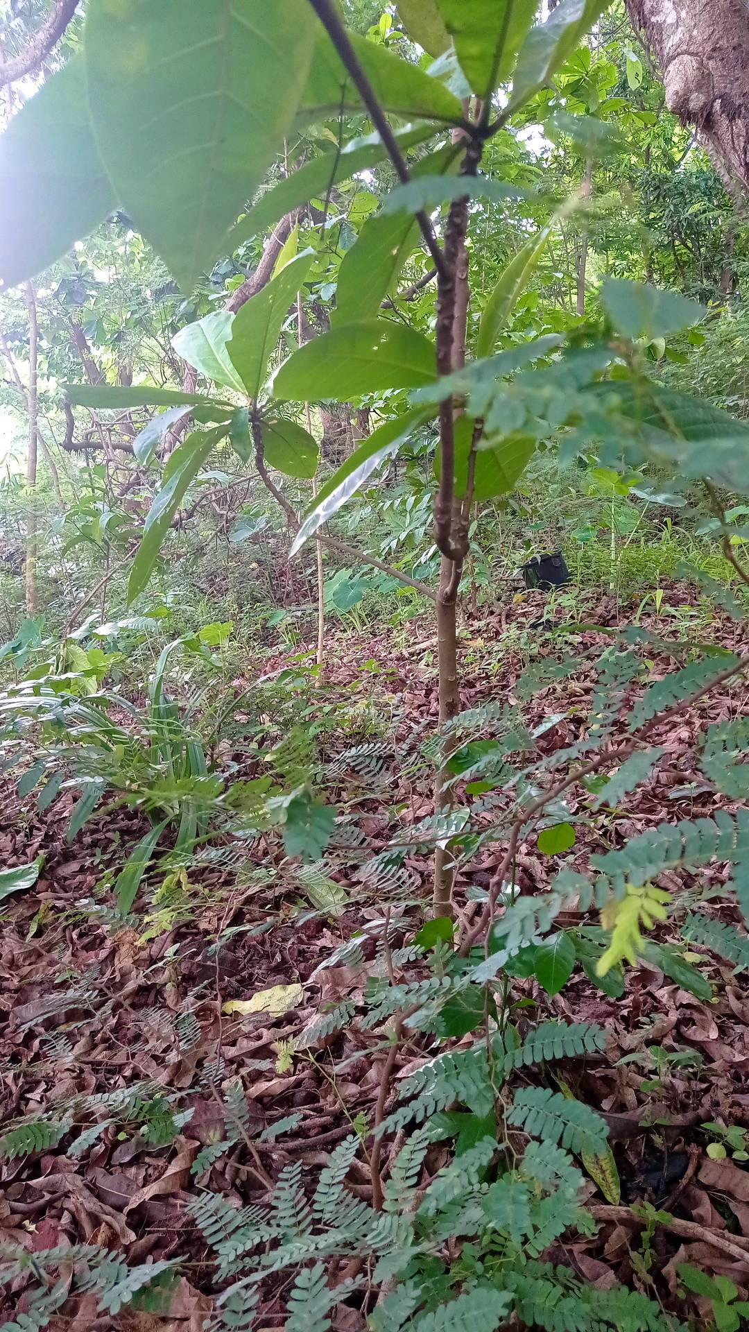 tree