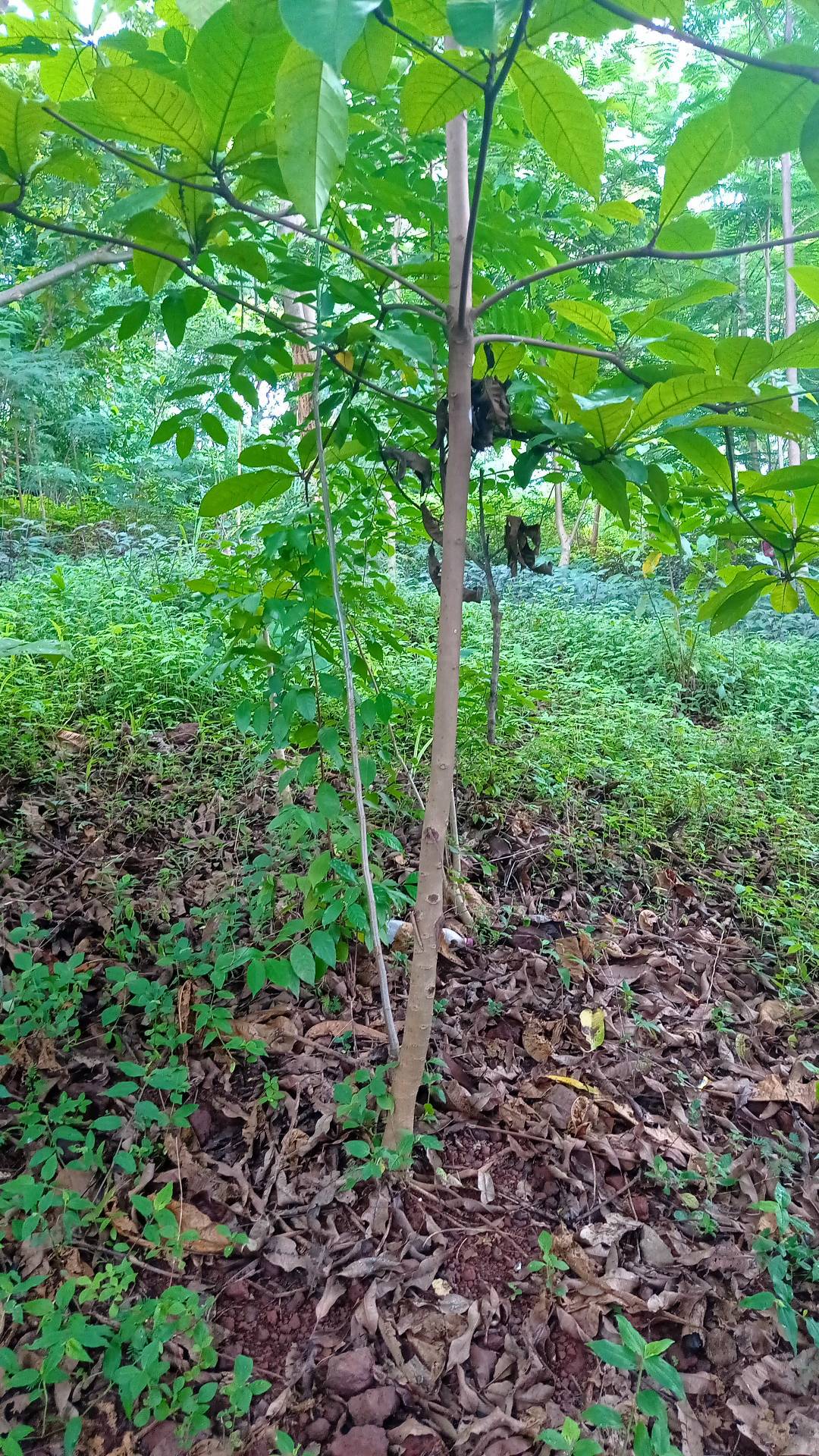 tree