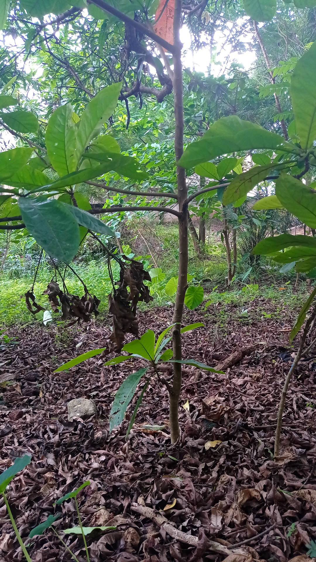 tree