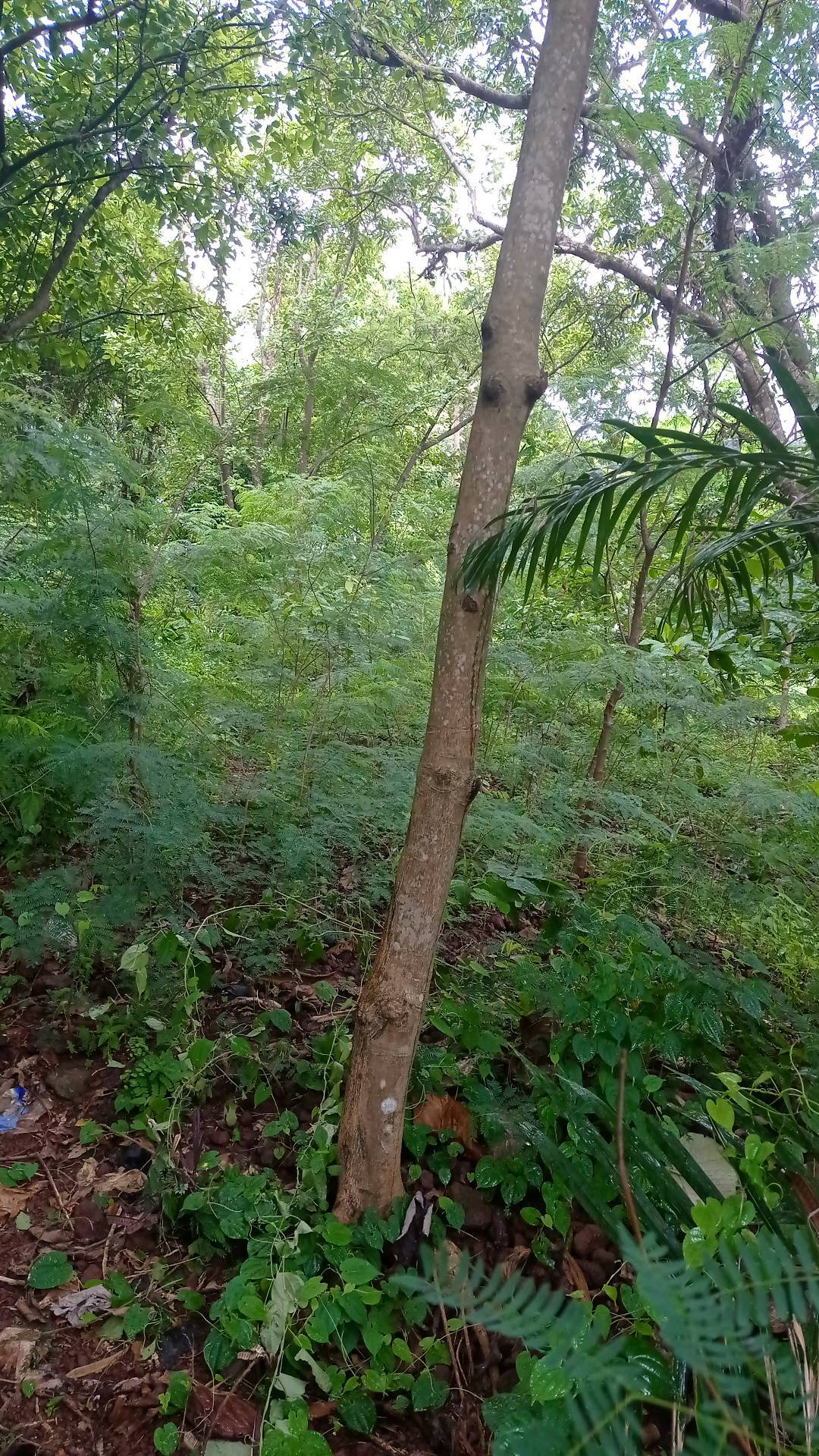 tree