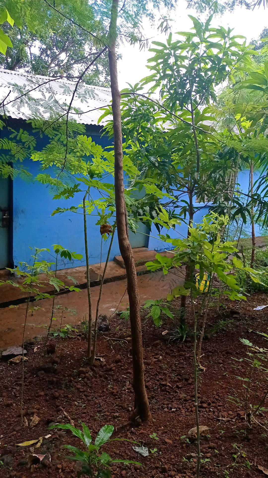 tree