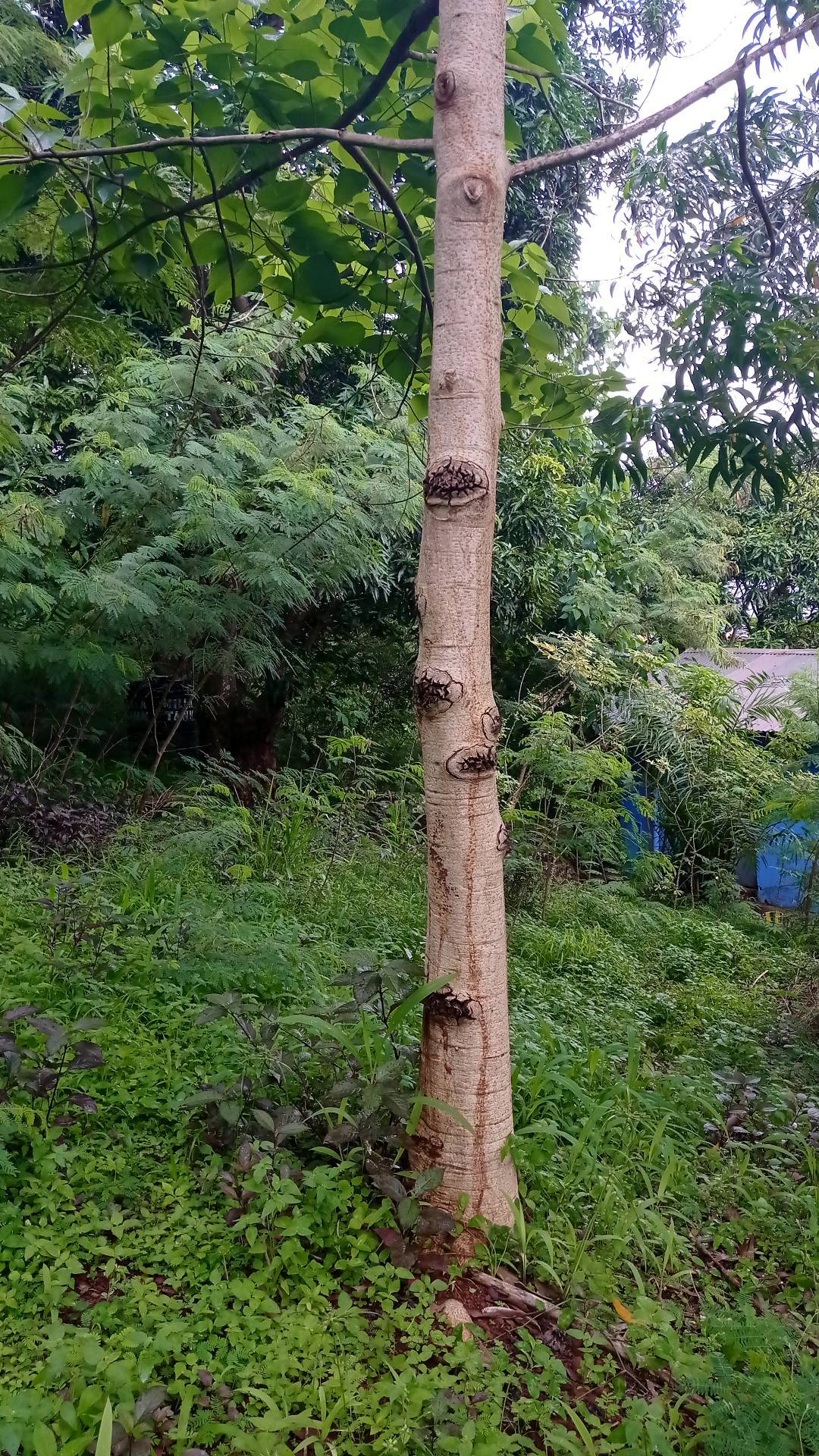 tree
