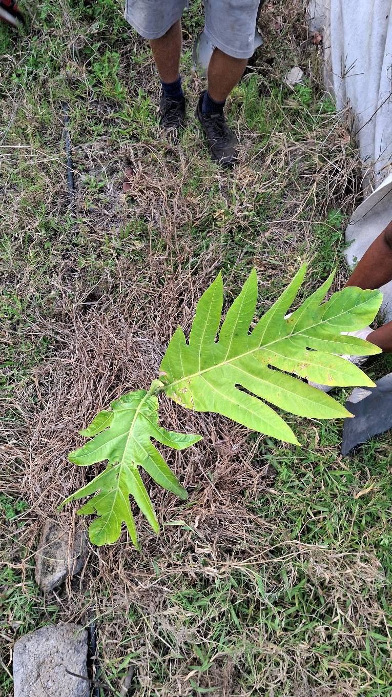 tree