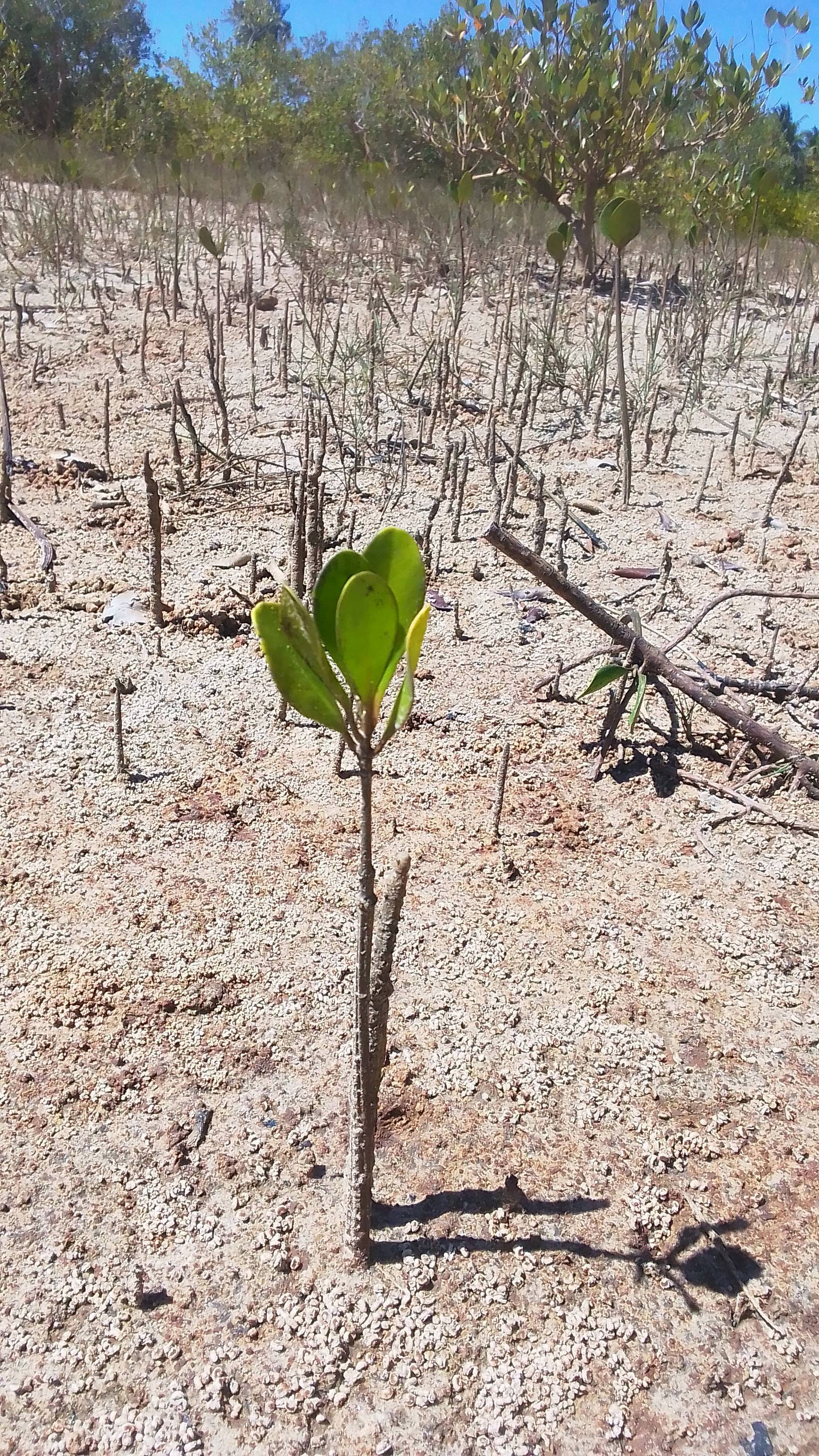 tree