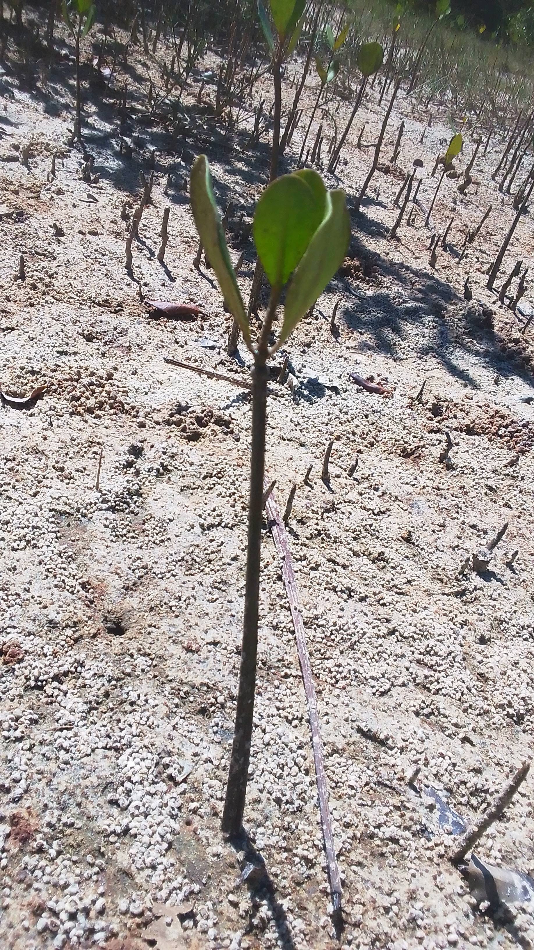 tree