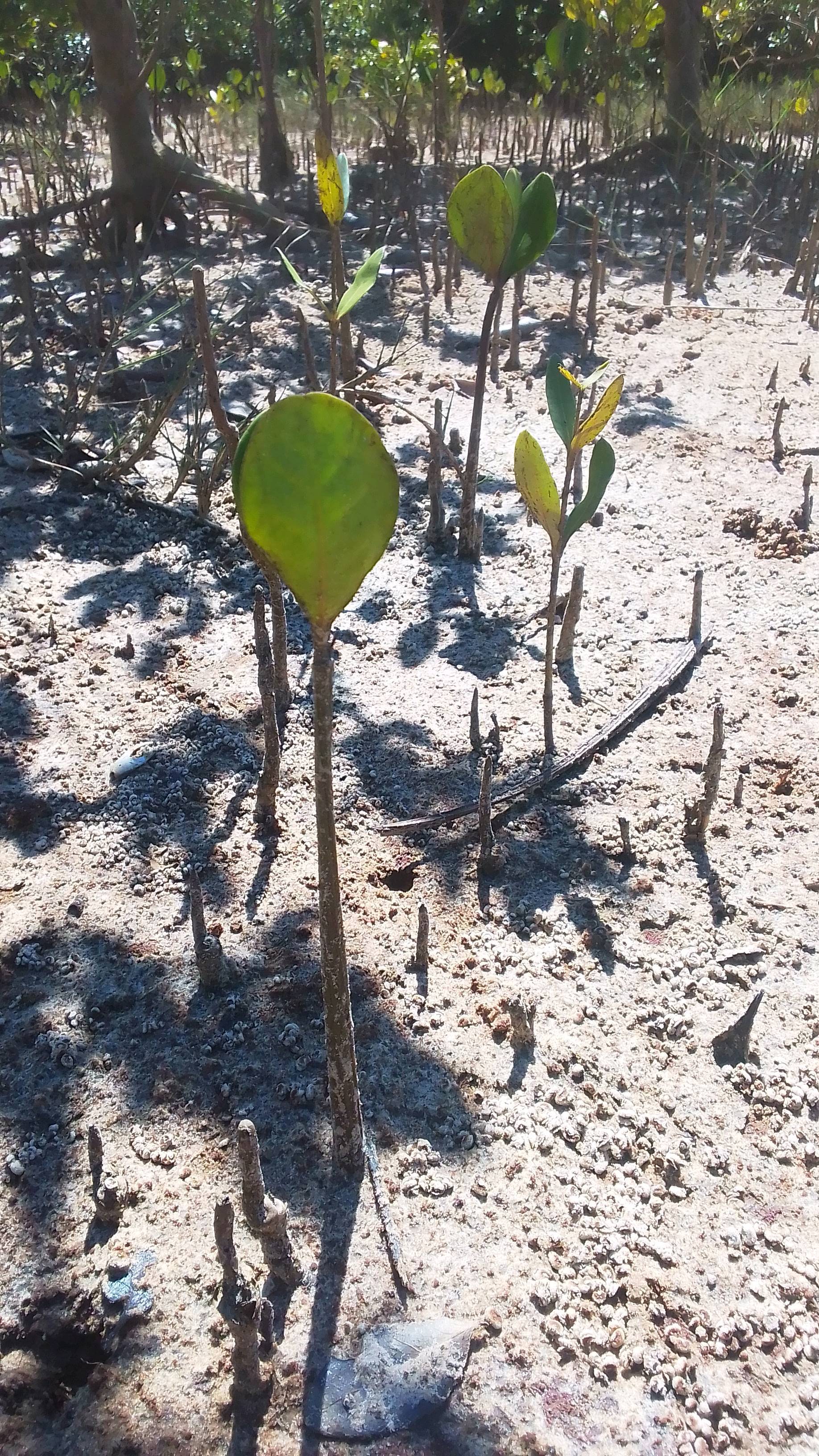 tree