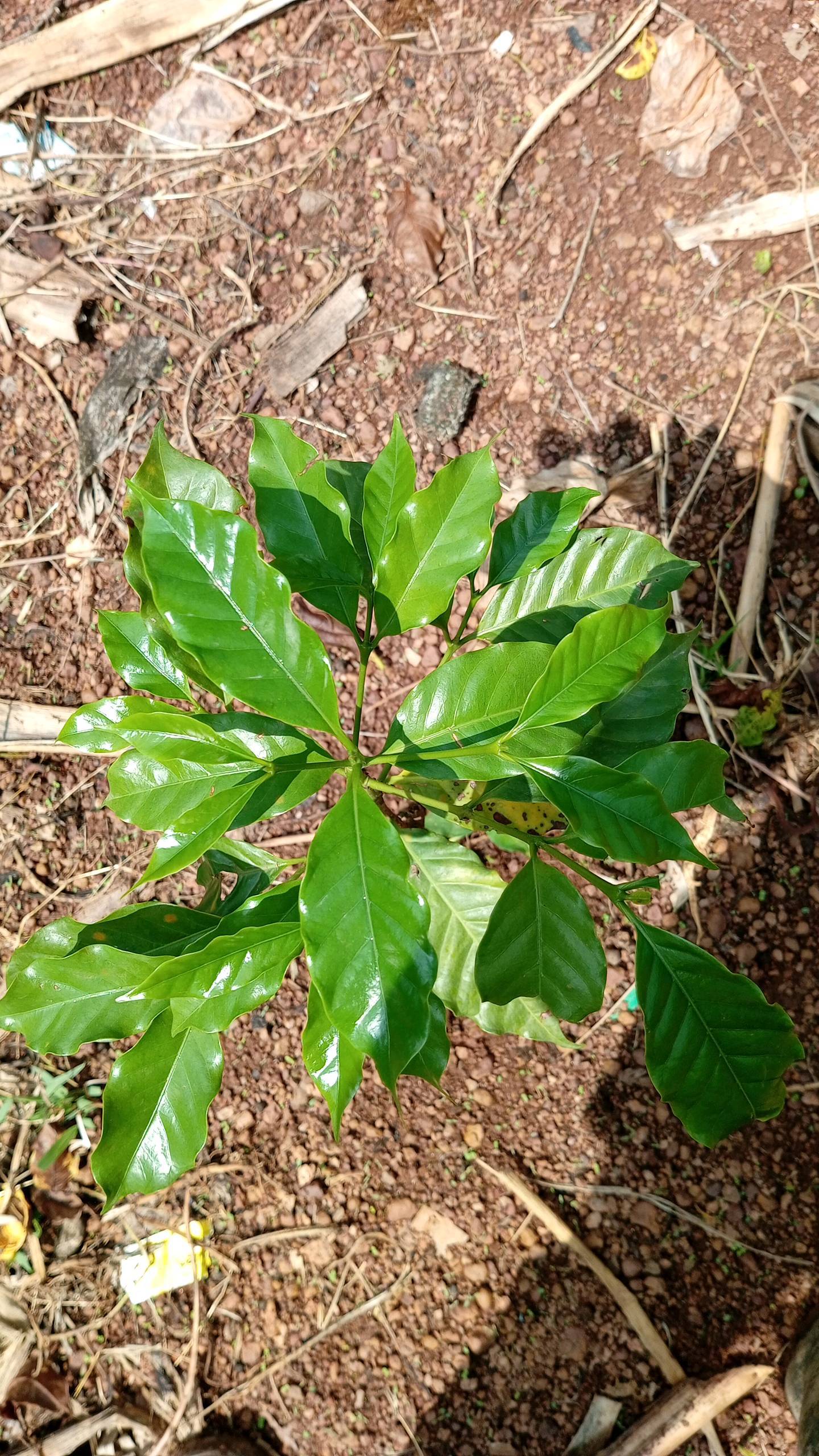 tree