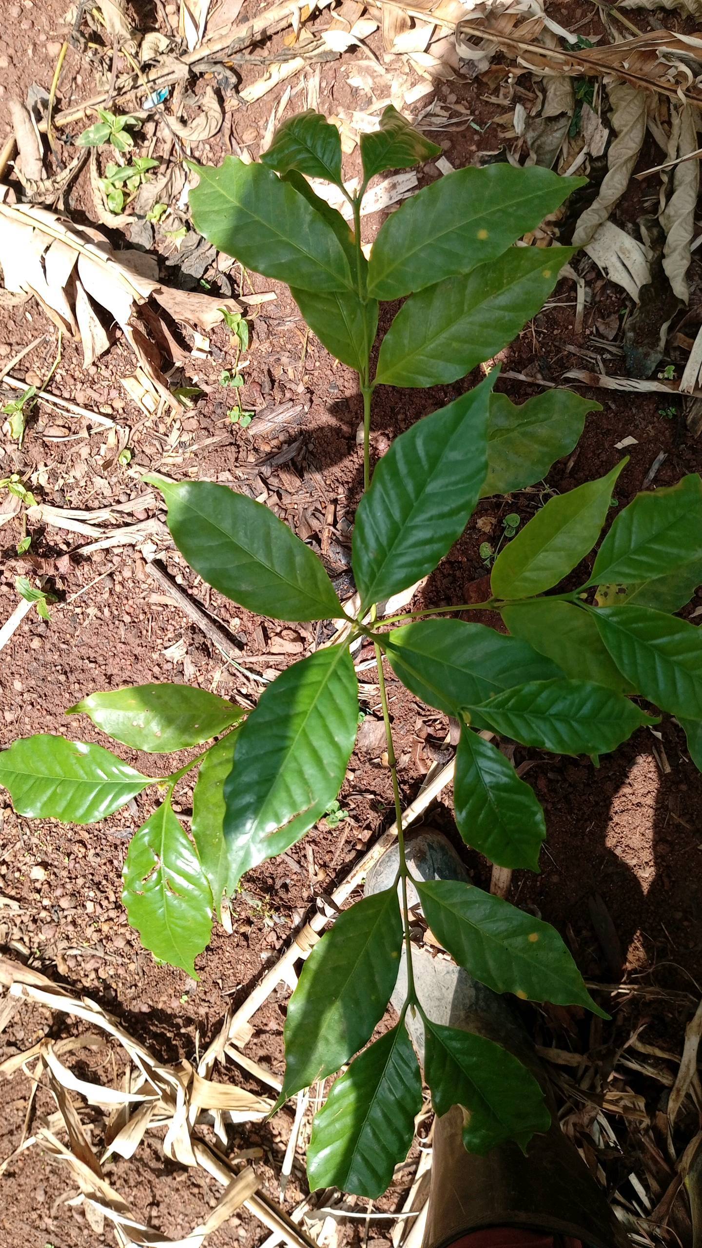 tree