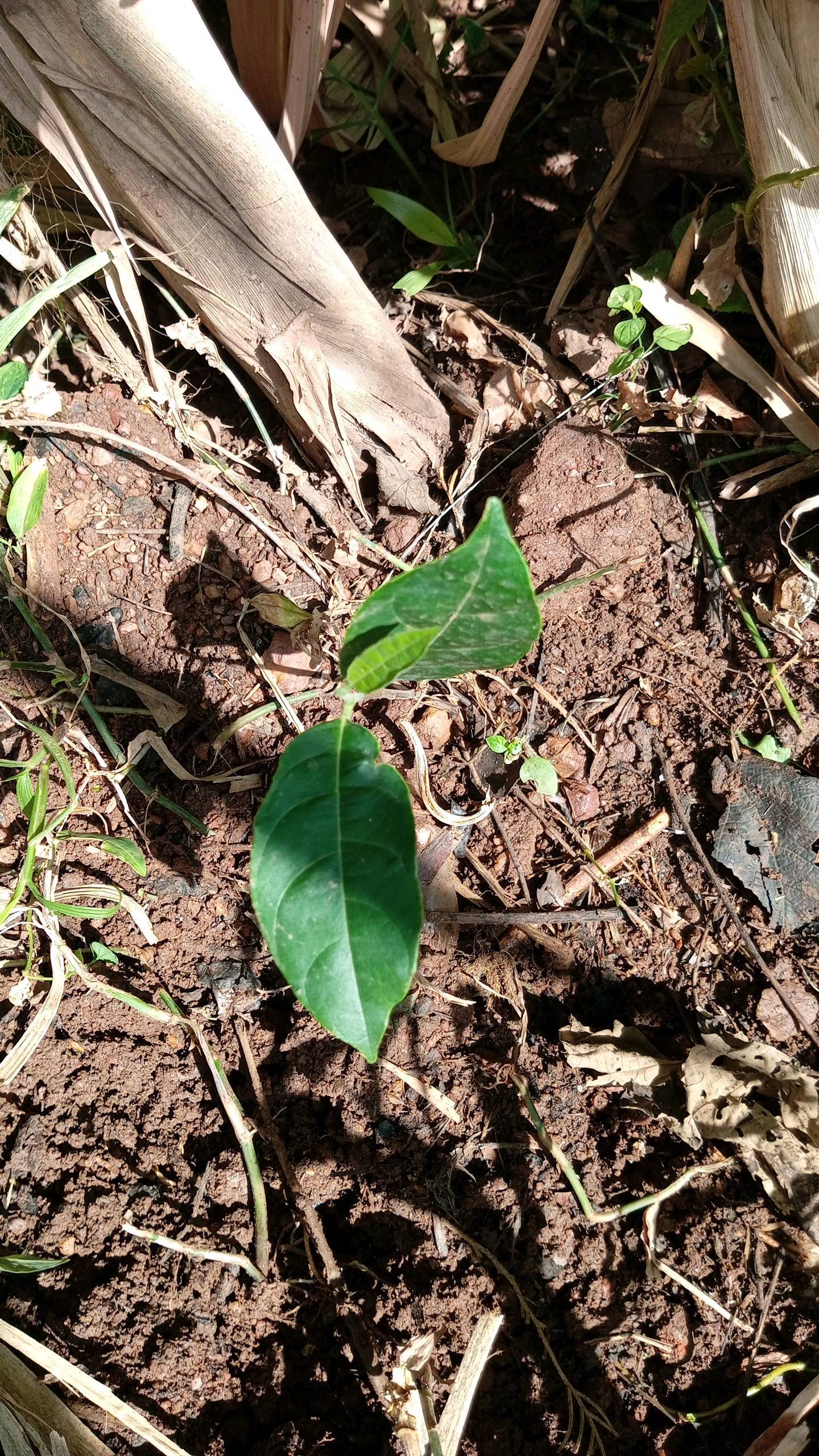 tree