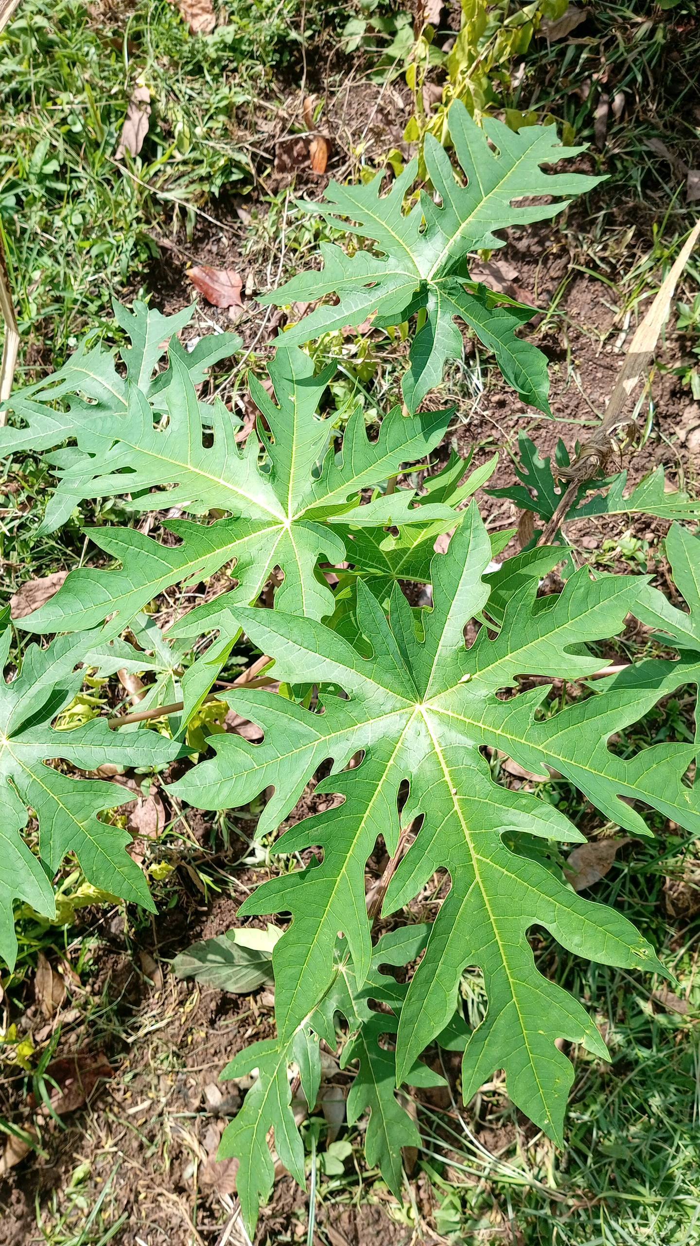 tree