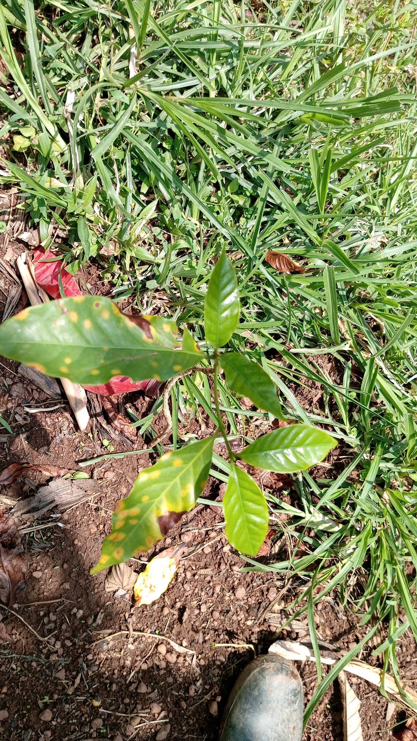 tree