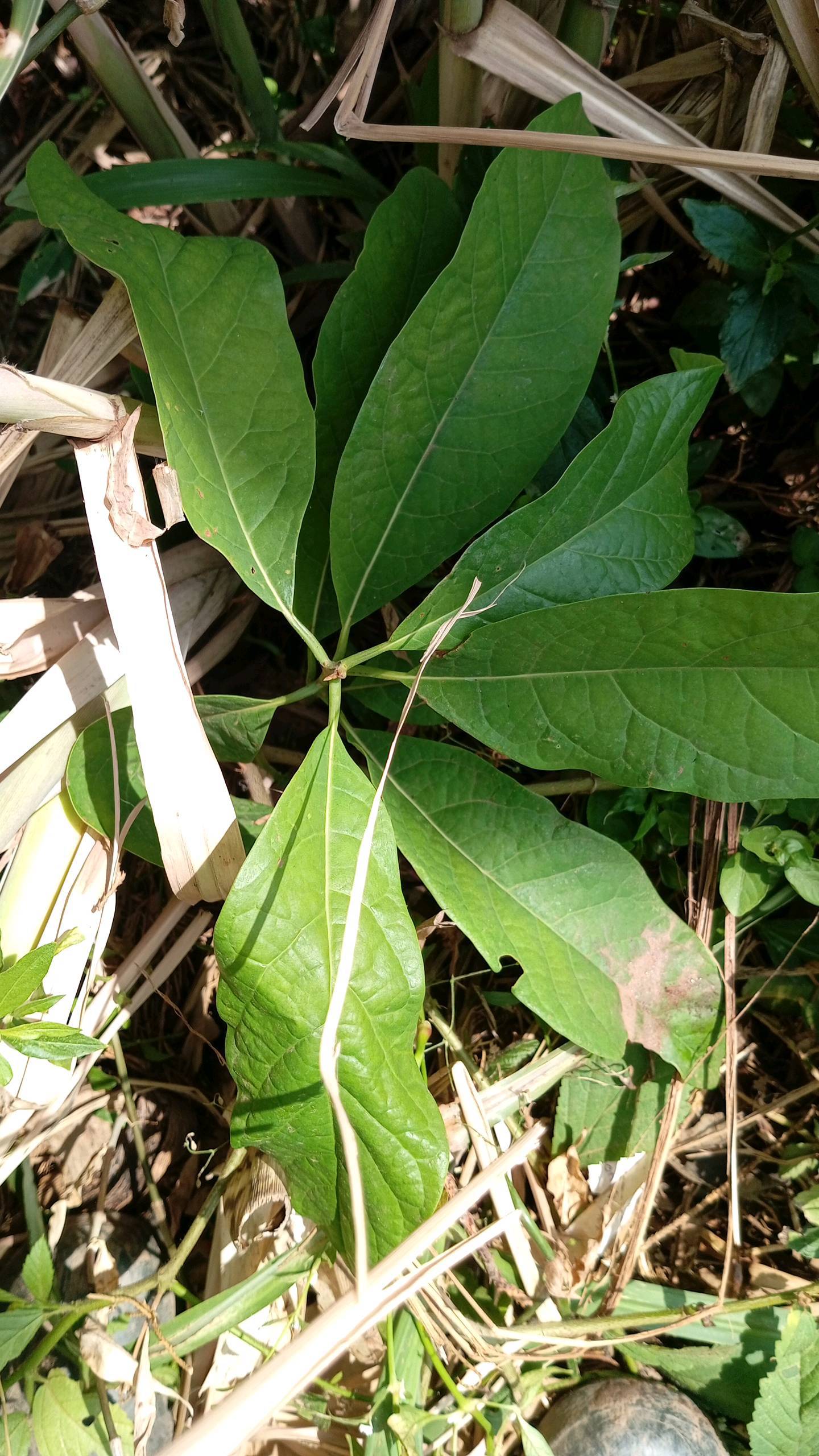 tree