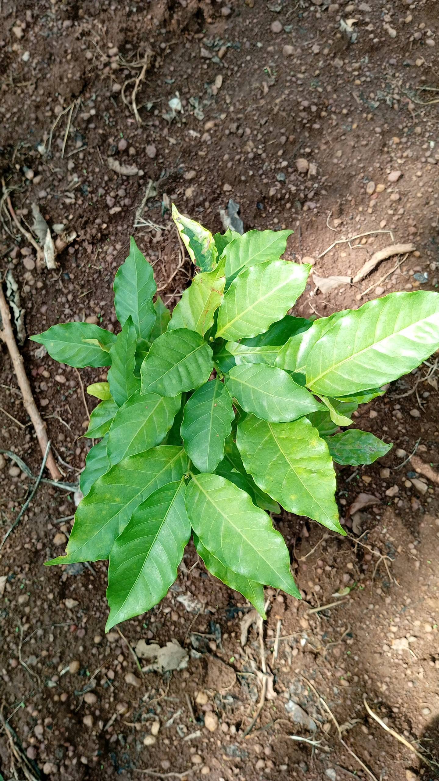 tree