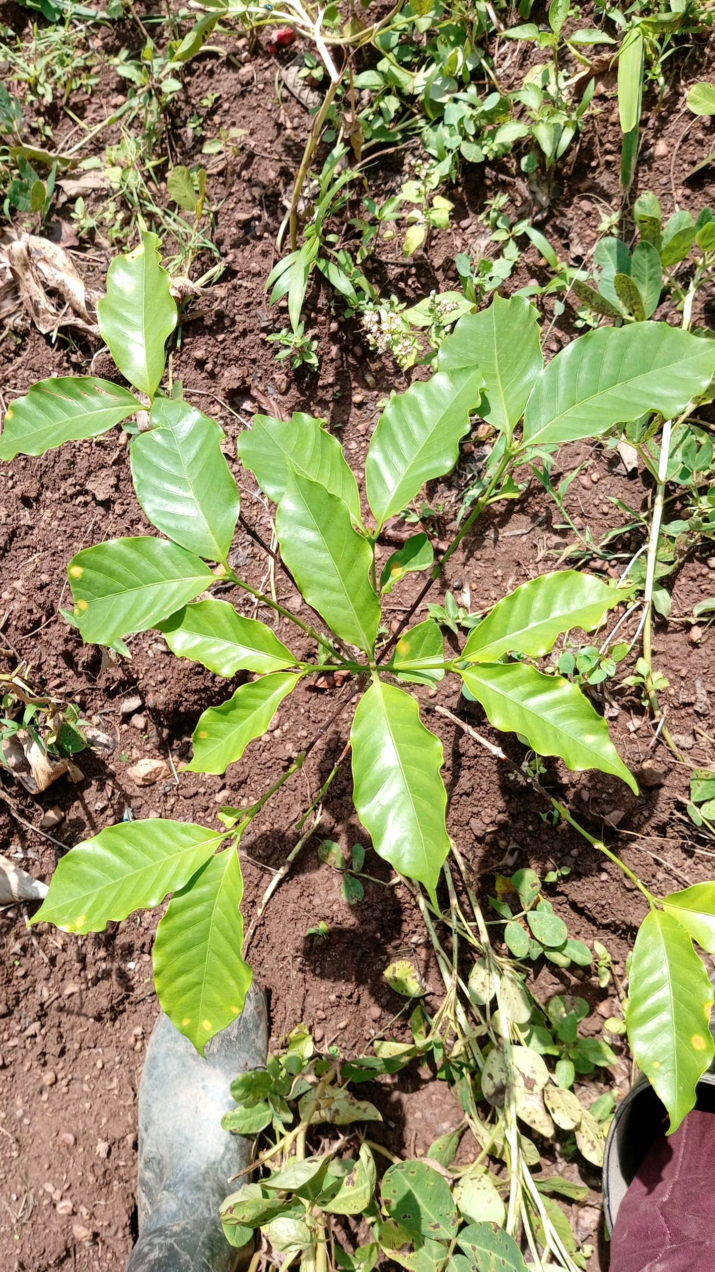 tree