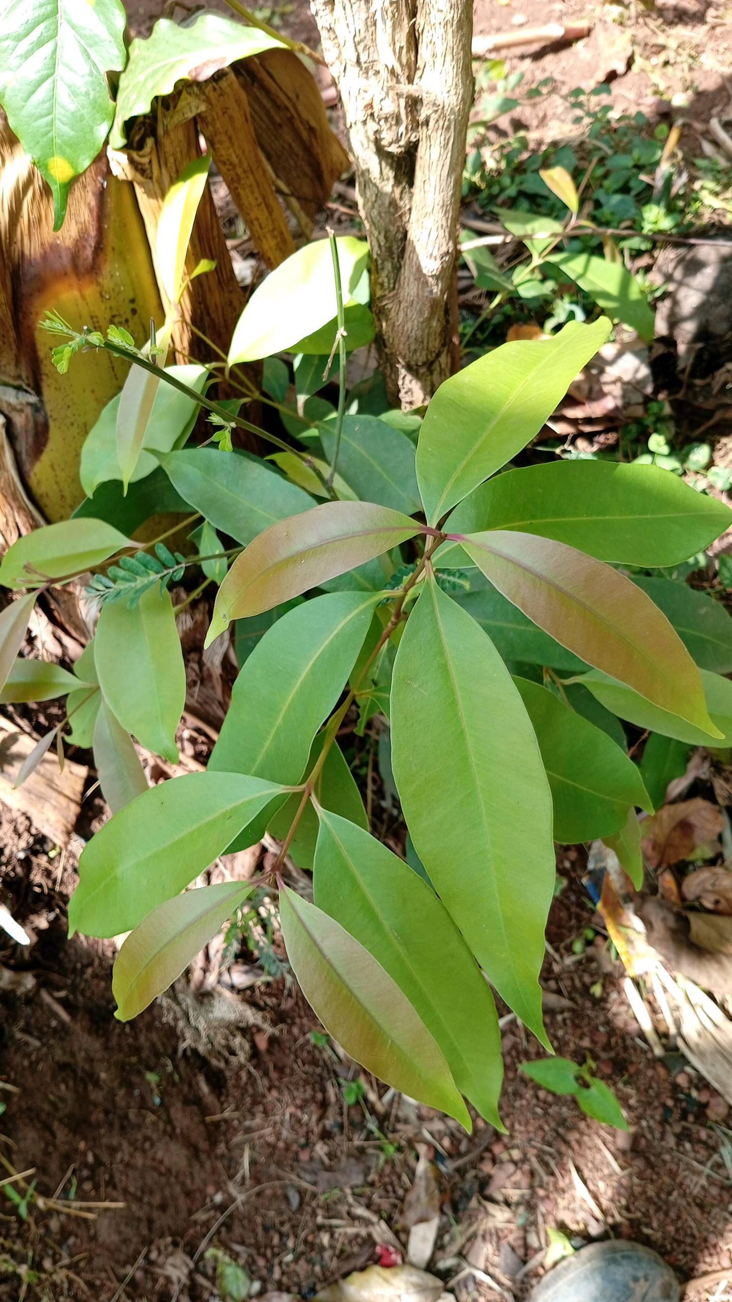 tree