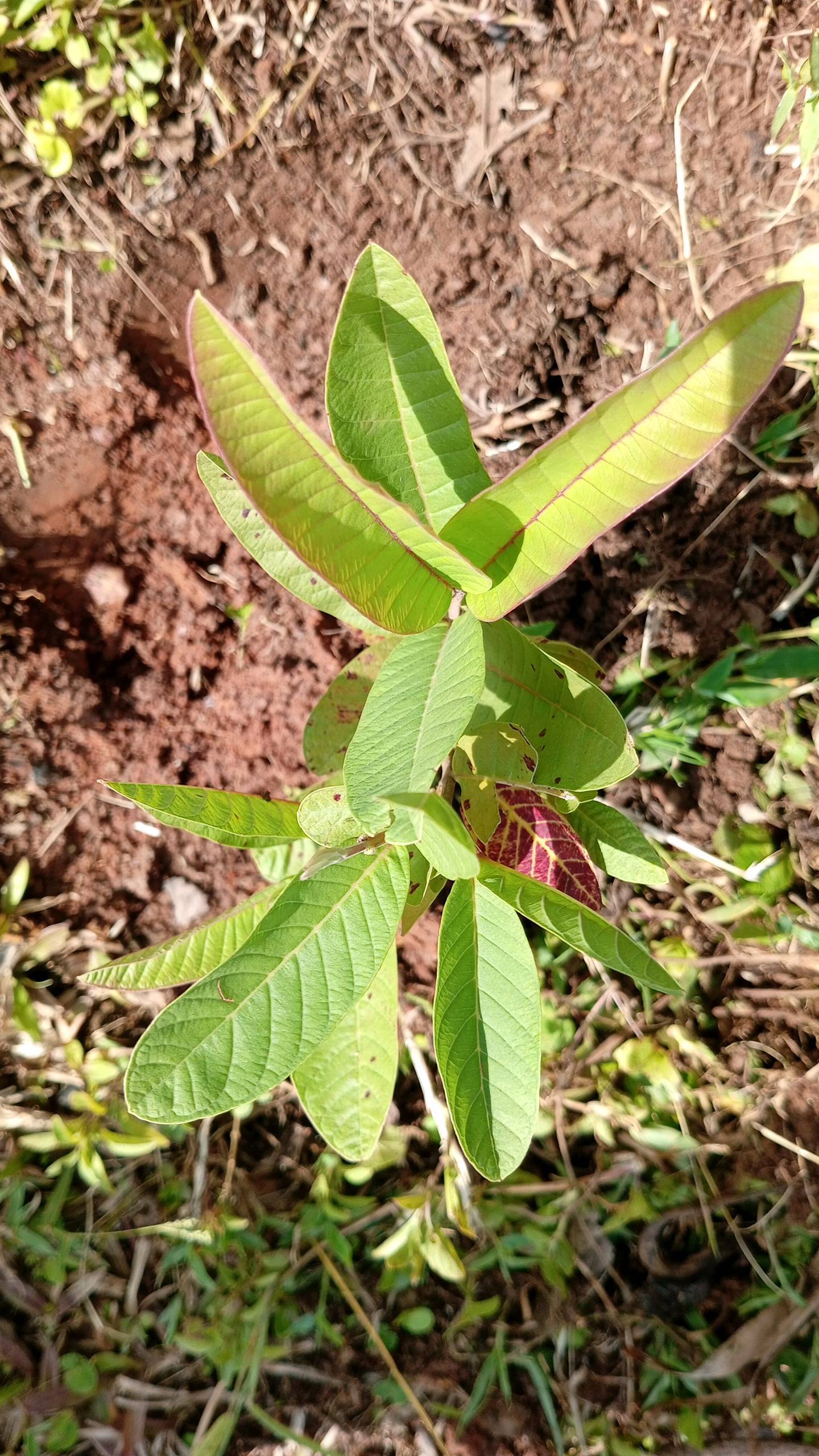 tree
