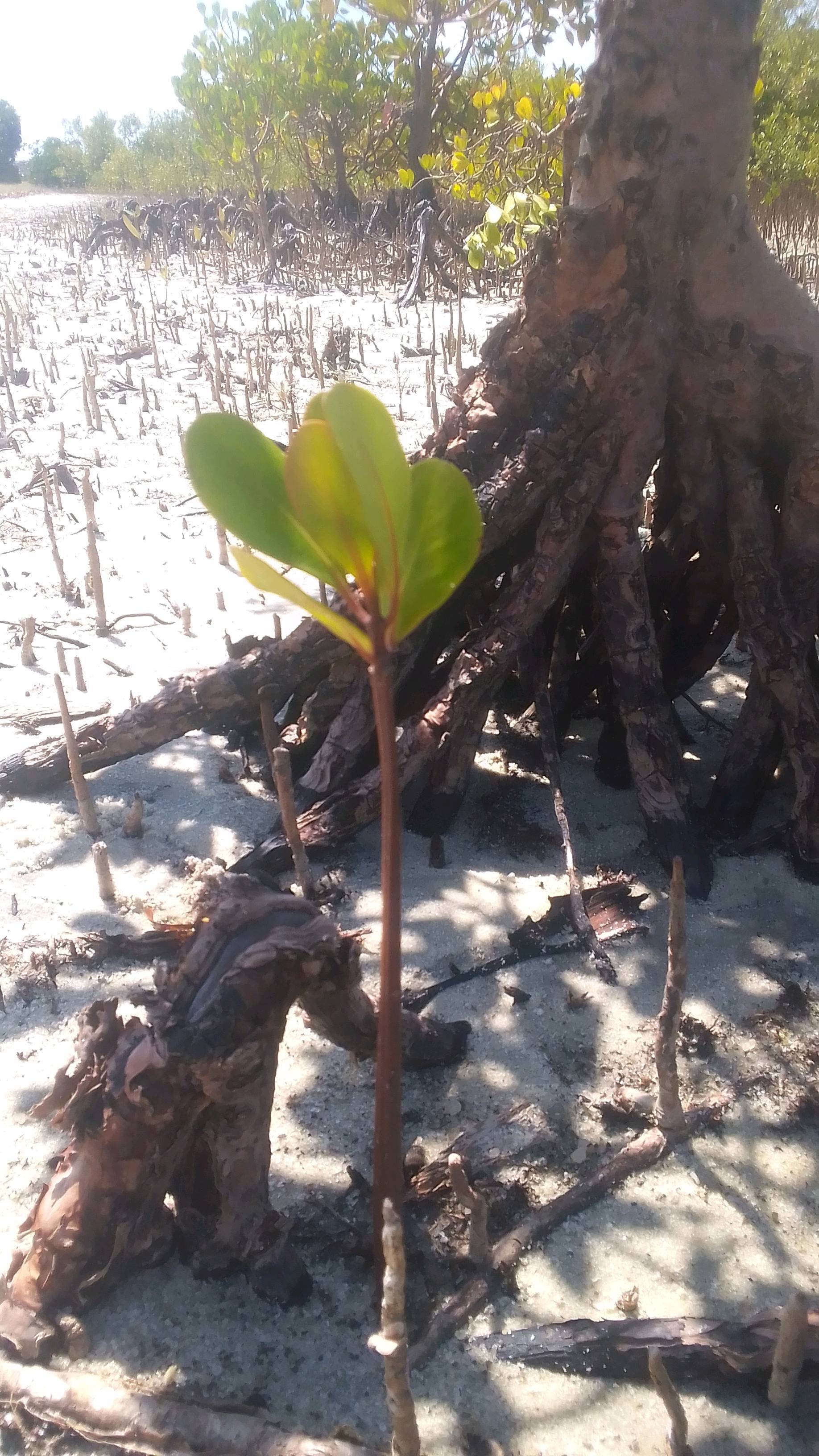 tree
