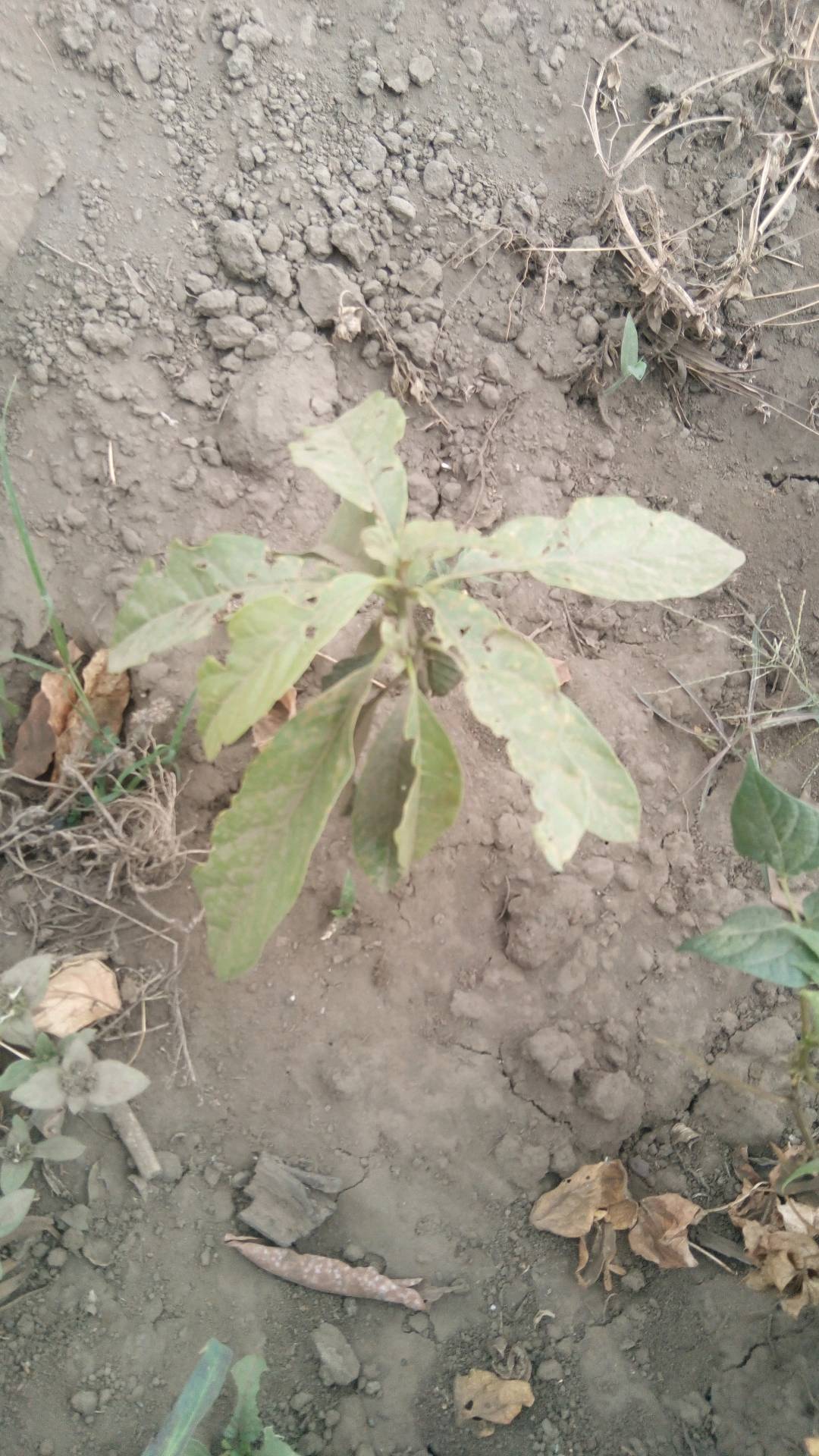 tree