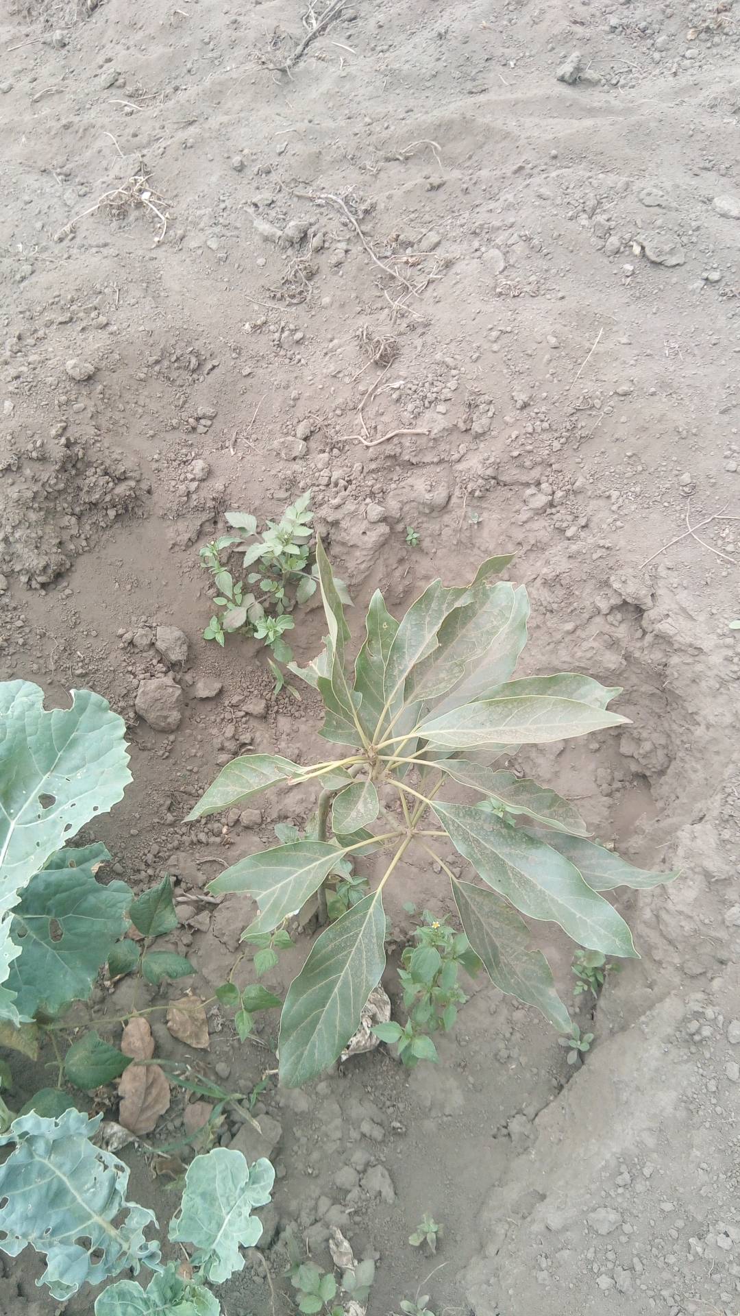 tree