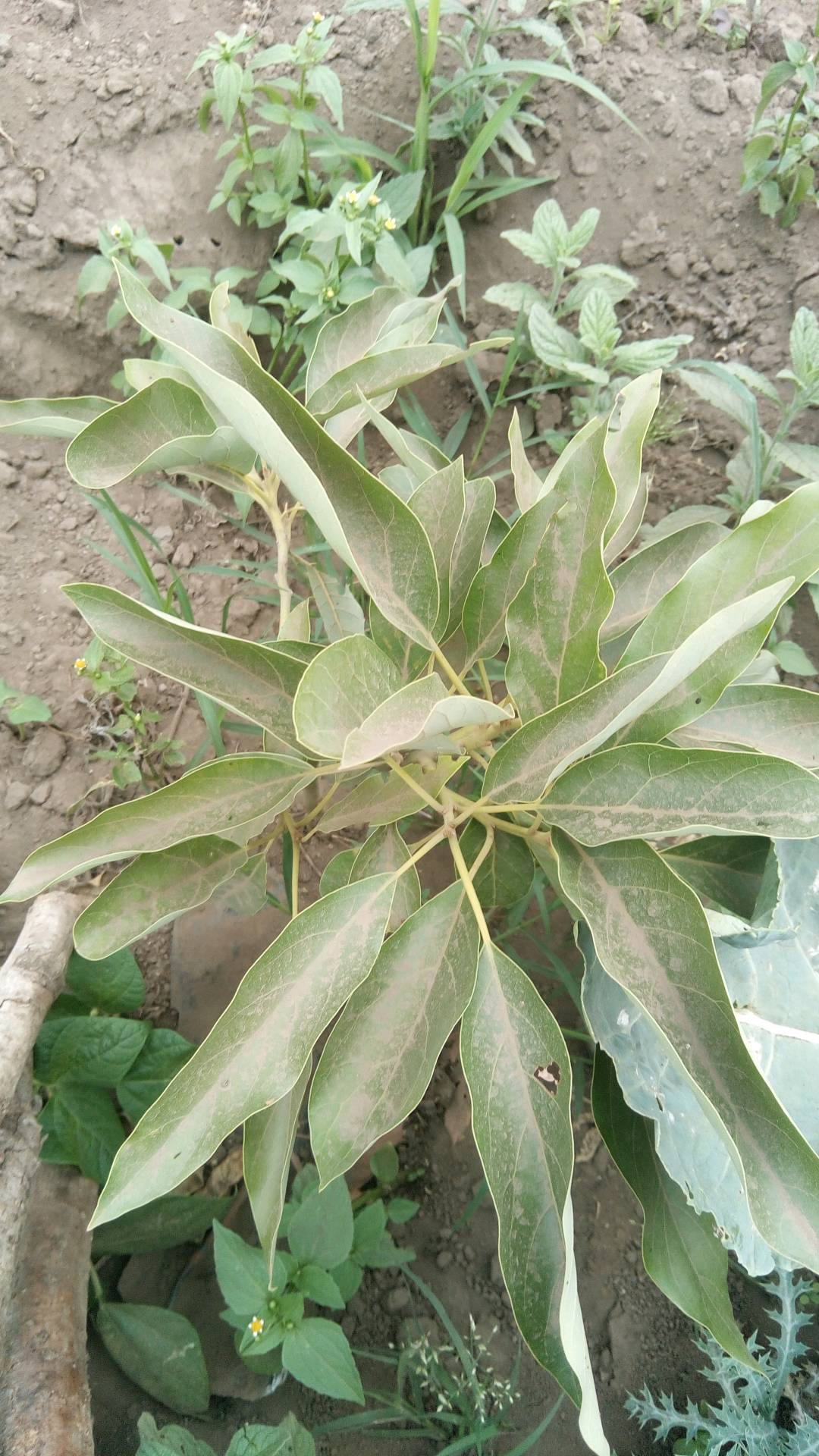 tree