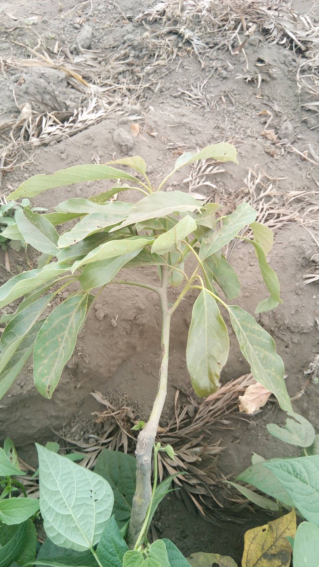 tree
