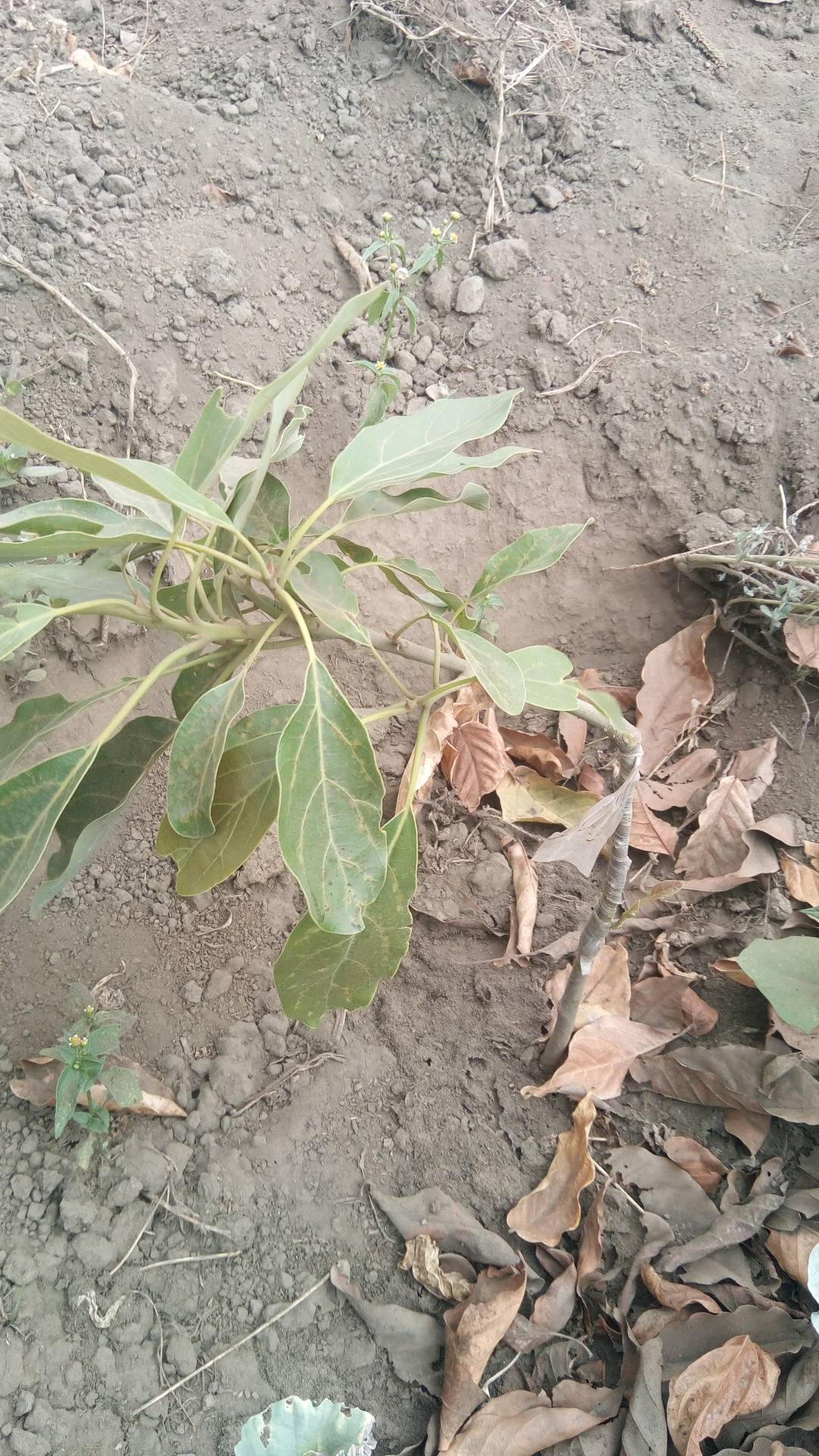 tree