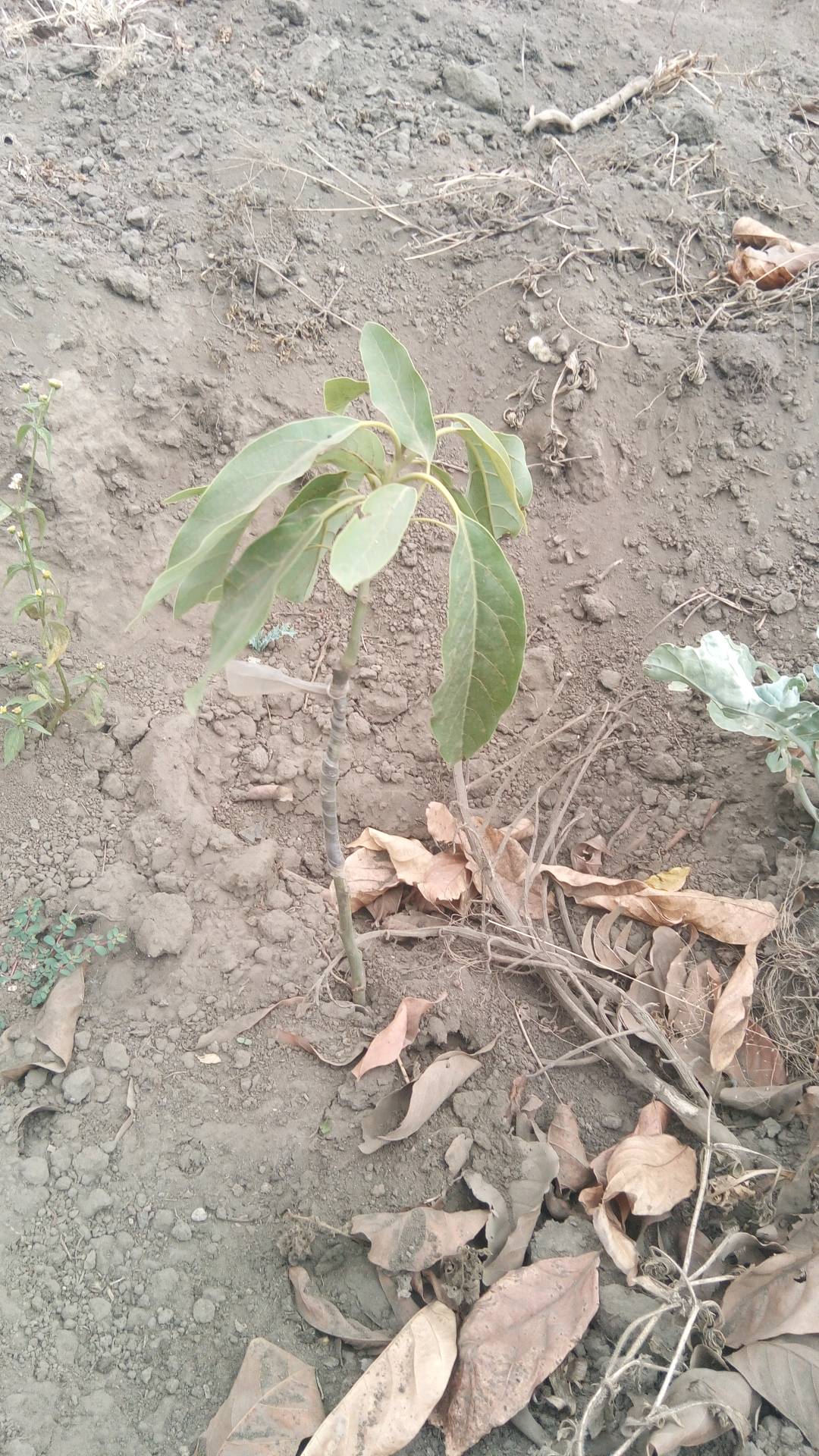 tree